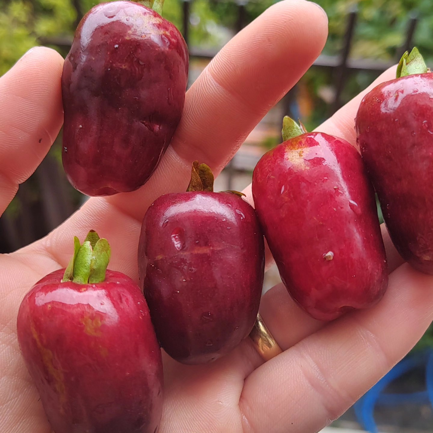 Cherry of Rio Grande var. Gigante (Eugenia involucrata) - 1 fresh seed / 1 frischer Samen