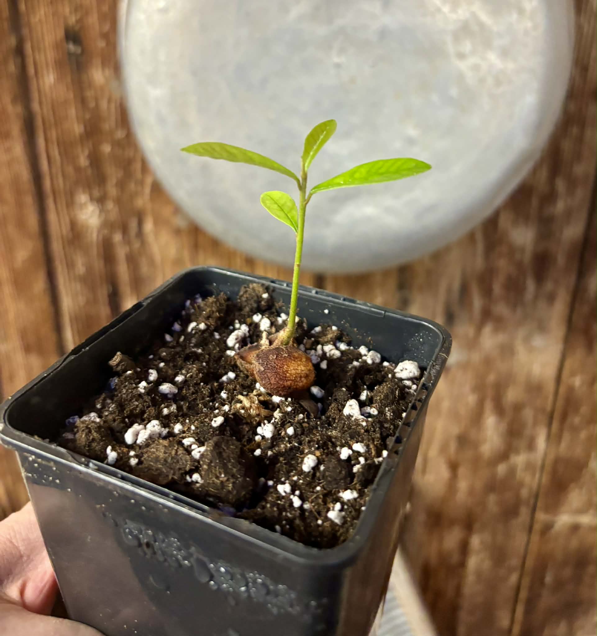 Pradosia sp Rondonia - 1 potted seedling / 1 getopfter Sämling