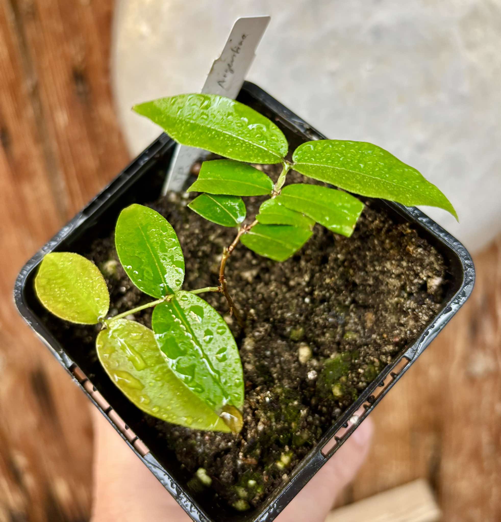 Plinia sp Giant Piray Argentina - 1 potted plant / 1 getopfte Pflanze