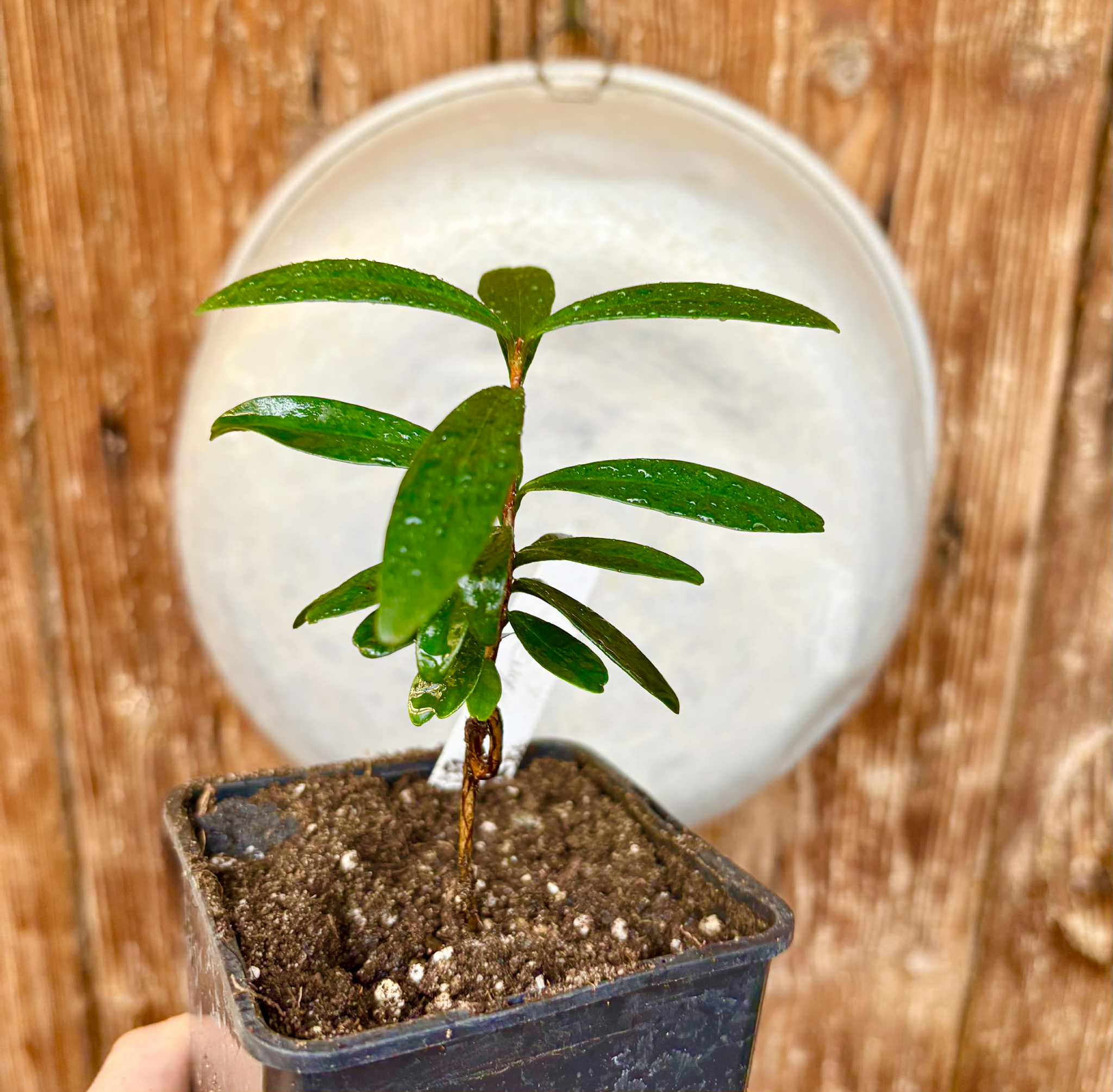 Pitomba (Eugenia luschnathiana) - 1 potted plant / 1 getopfte Pflanze