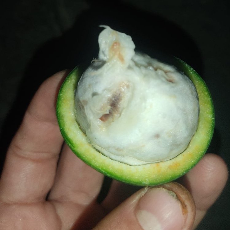 Garcinia bahiensis - 1 fresh seed / 1 frischer Samen