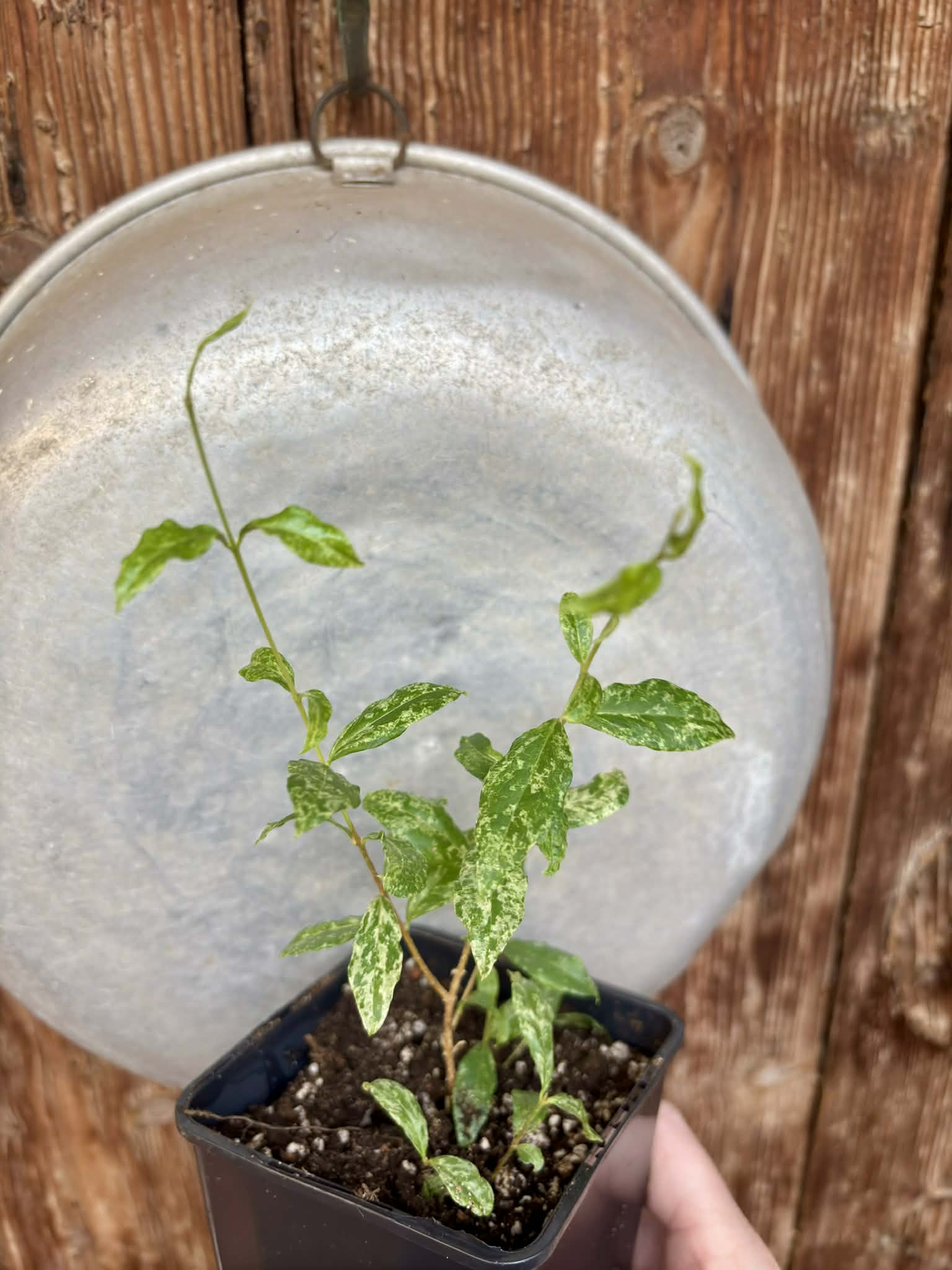 Nr.3 from flowering mother plant - variegated Acerola (Malpighia glabra) - 1 potted rooted cutting / 1 getopfter, bewurzelter Steckling   