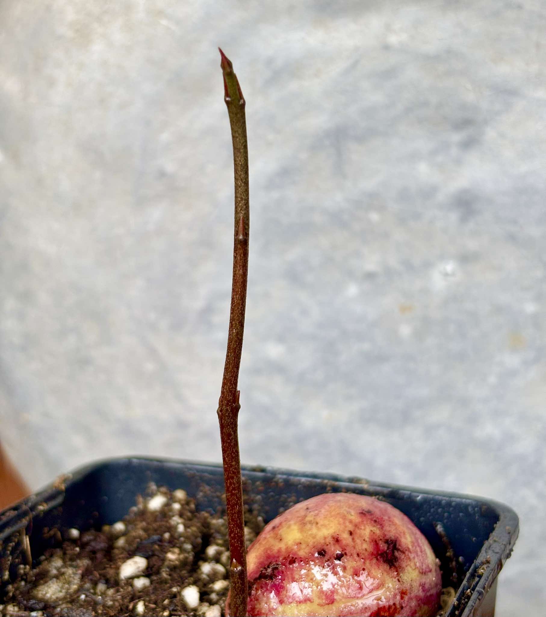 Eugenia sp BIG Maca-  1 small potted seedling / 1 kleiner, getopfter Sämling