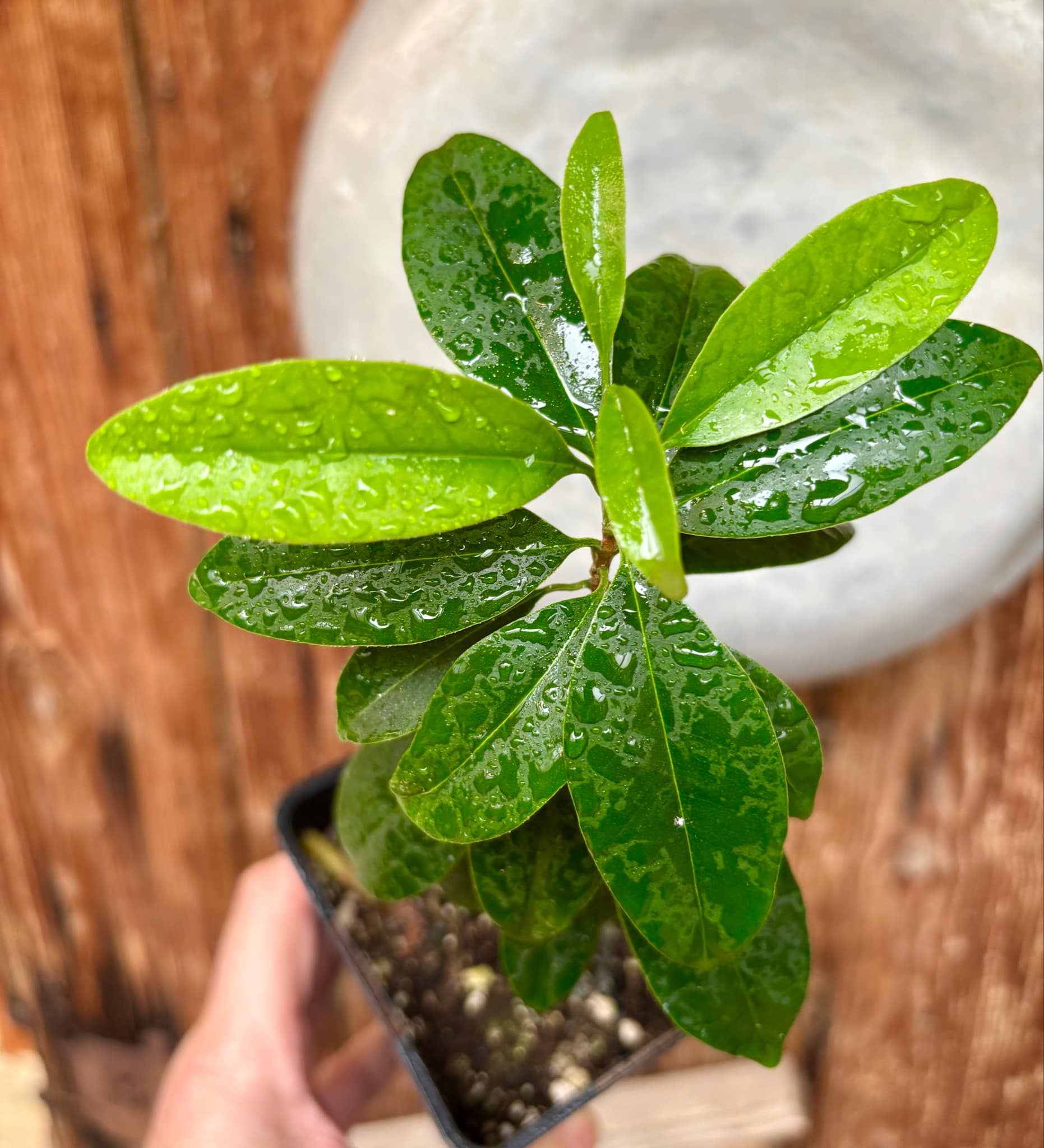 Eugenia dichroma - Pitanga Fanta - 1 potted seedling / 1 getopfter Sämling
