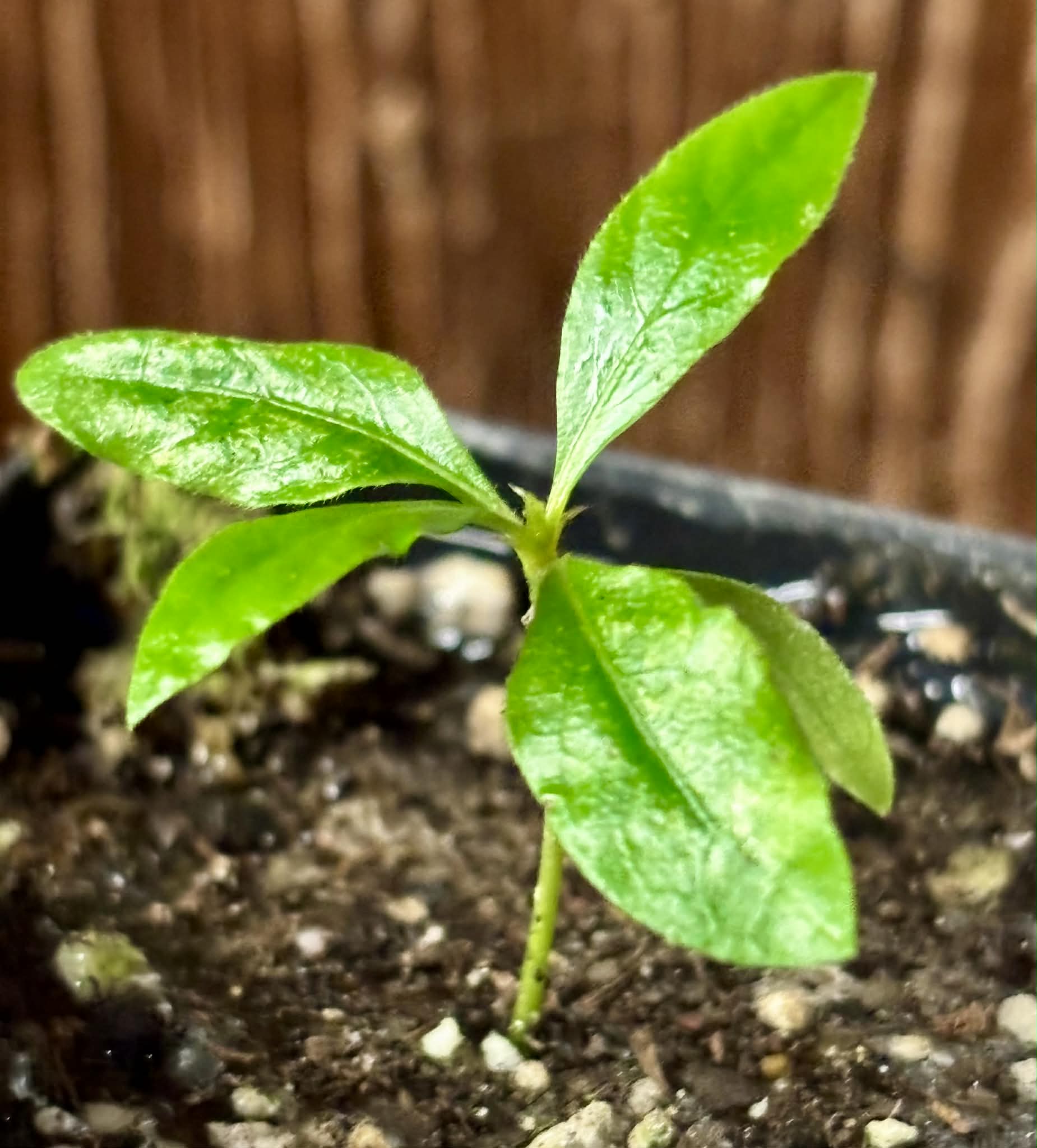 Sanfona (Melanopsidium nigrum) - 1 small potted seedling / 1 kleiner, getopfter Sämling