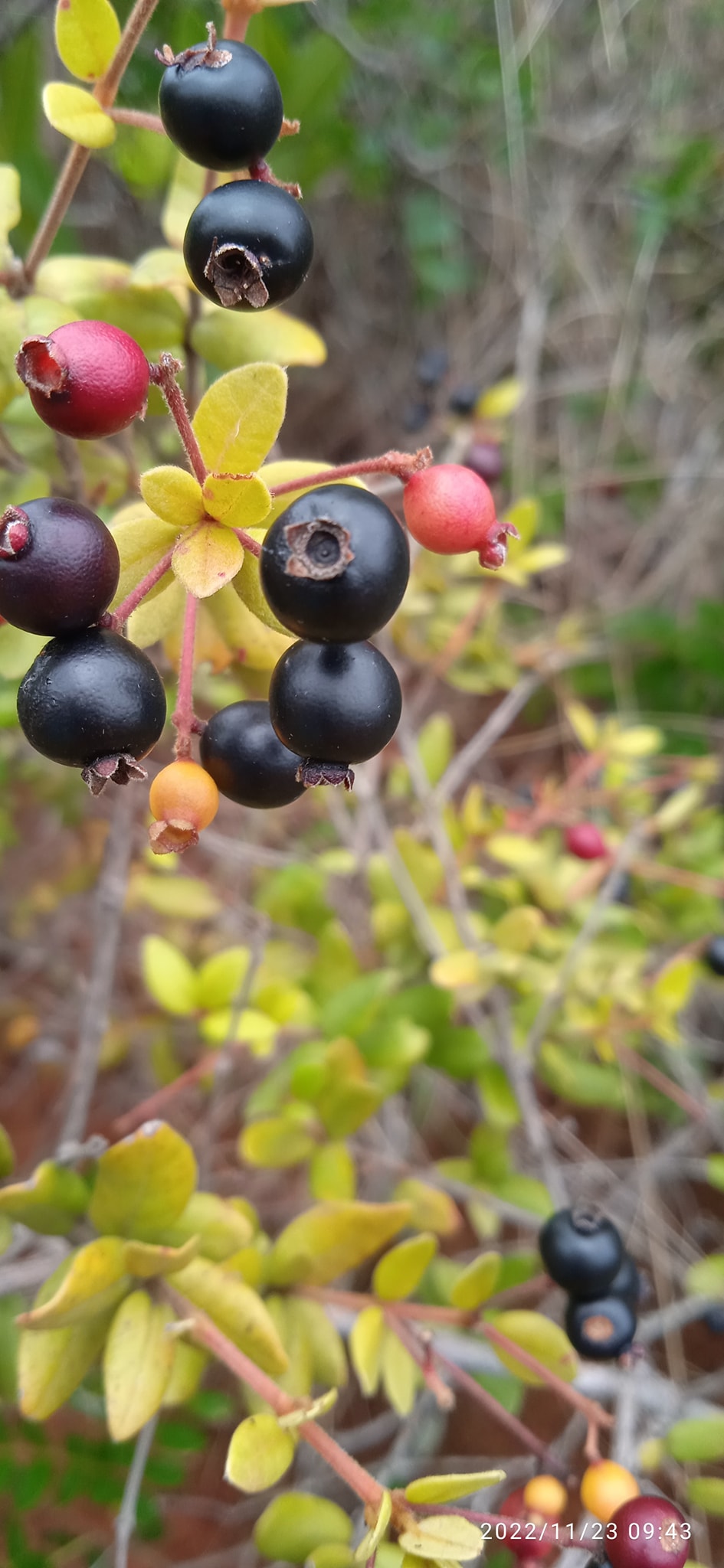 Guamirim roxa (Calyptranthes sp) - 1 potted plant / 1 getopfte Pflanze