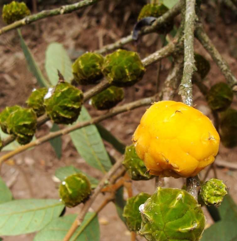 Wild Yellow Mulberry (Helicostylis tomentosa) - 1 fresh seed / 1 frischer Samen