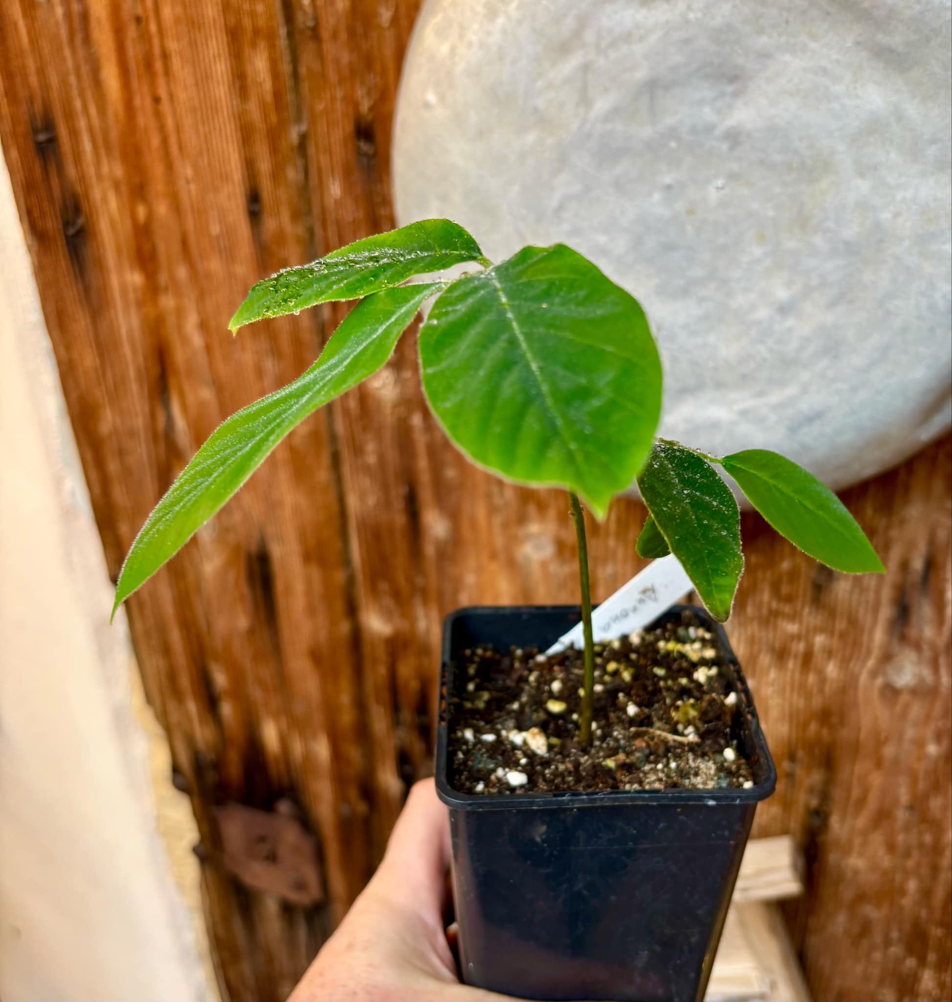 Annona sylvatica - 1 potted plant / 1 getopfte Pflanze