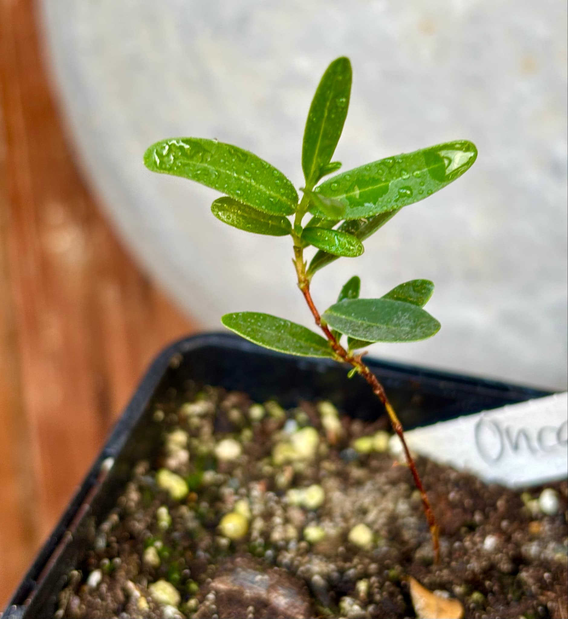 CEREJINHA DE JAGUARIÚNA - Eugenia punicifolia var. Oncas Doce - 1 potted plant / 1 getopfte Pflanze