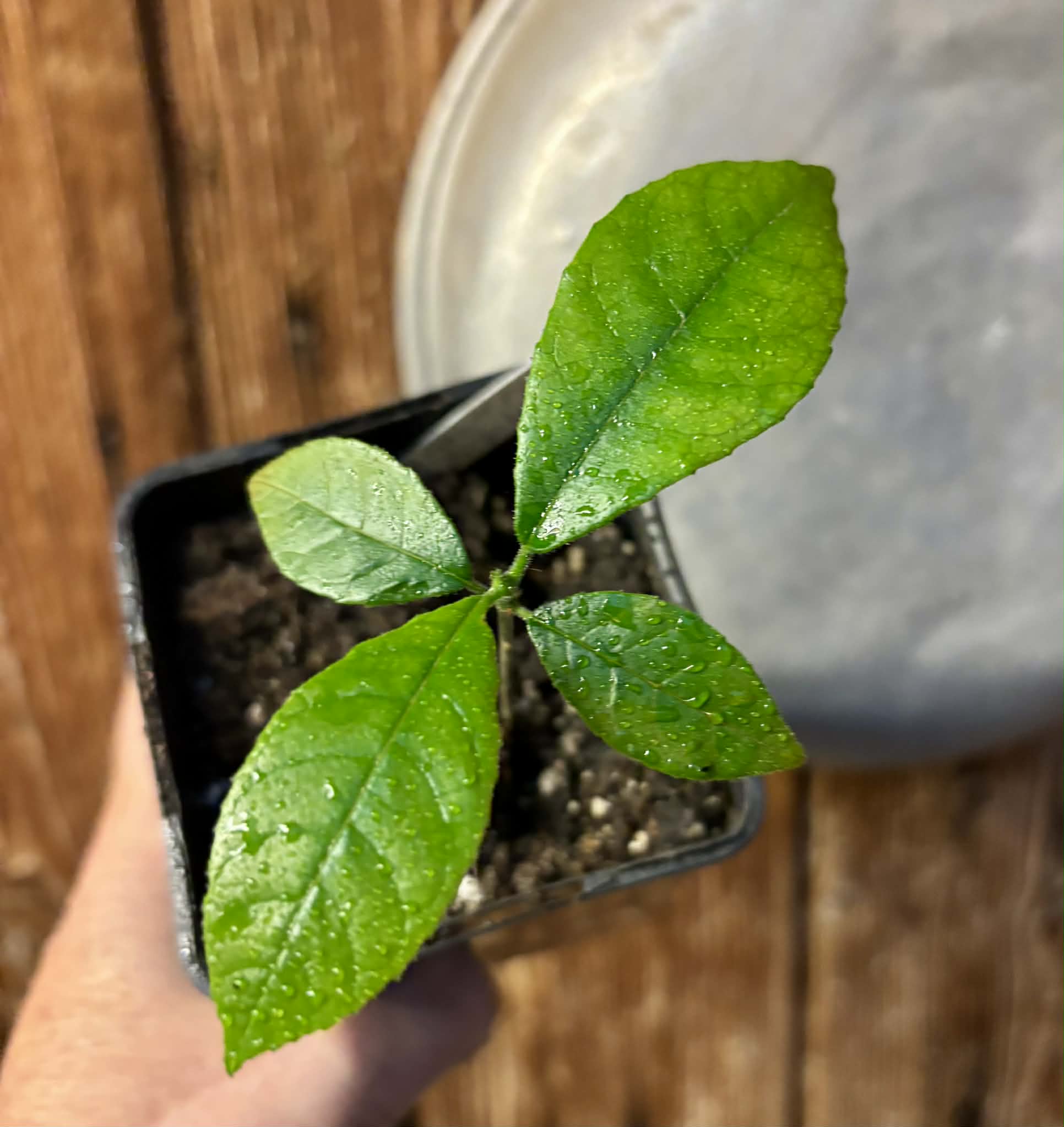 Artocarpus hirsutus  -  1 potted seedling / 1 getopfter Sämling