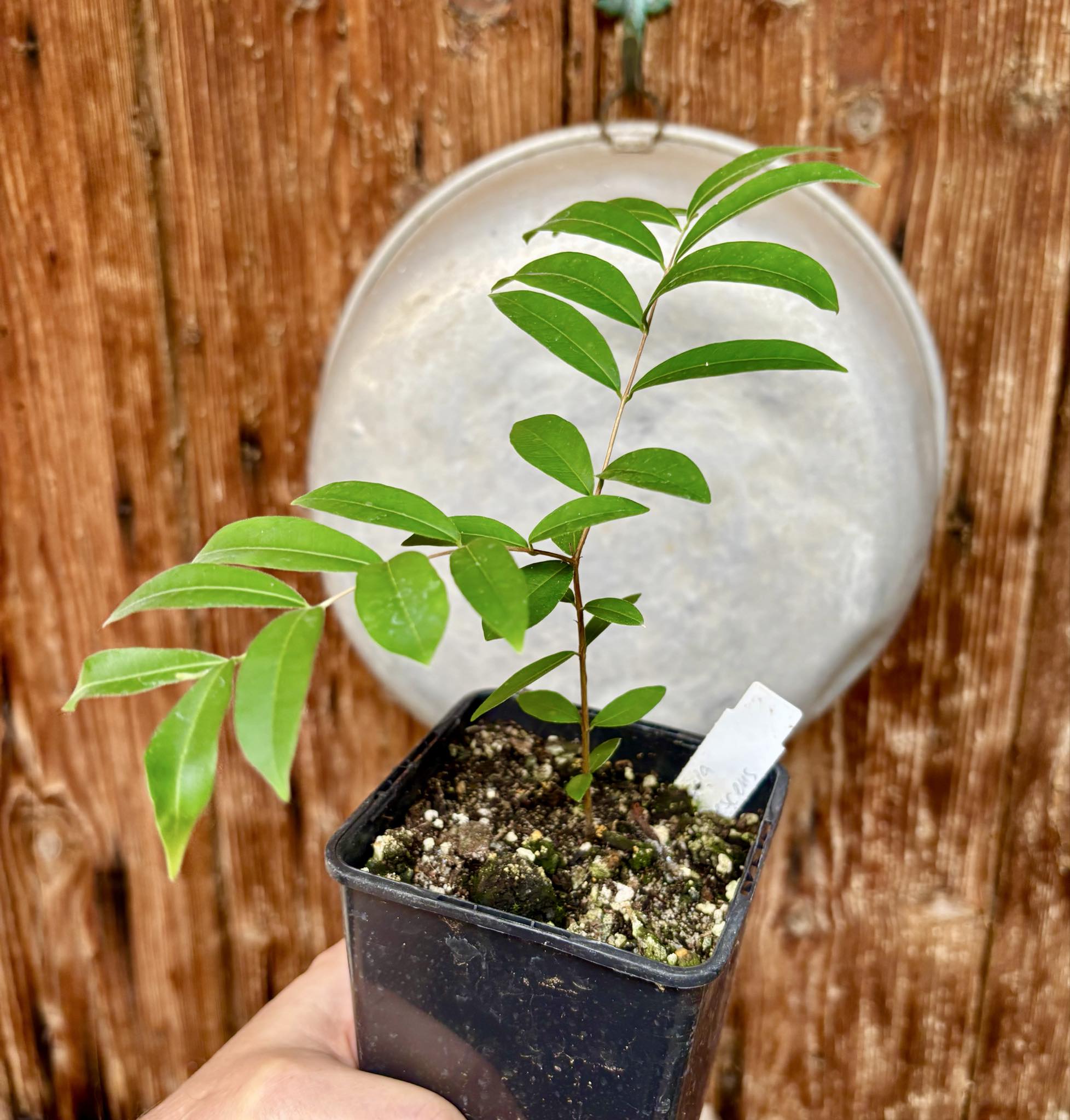 Uvaia do Campo - Eugenia lutescens -  1 potted seedling / 1 getopfter Sämling