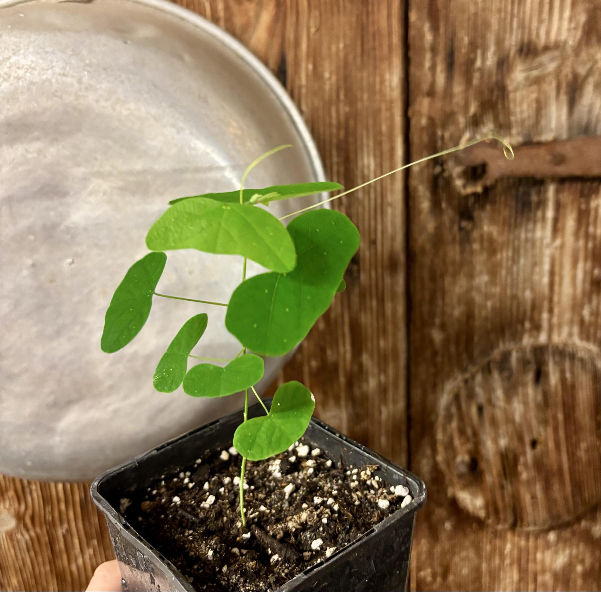 Maracuja Asa de Morcego (Passiflora misera) - 1 small potted seedling / 1 kleiner, getopfter Sämling