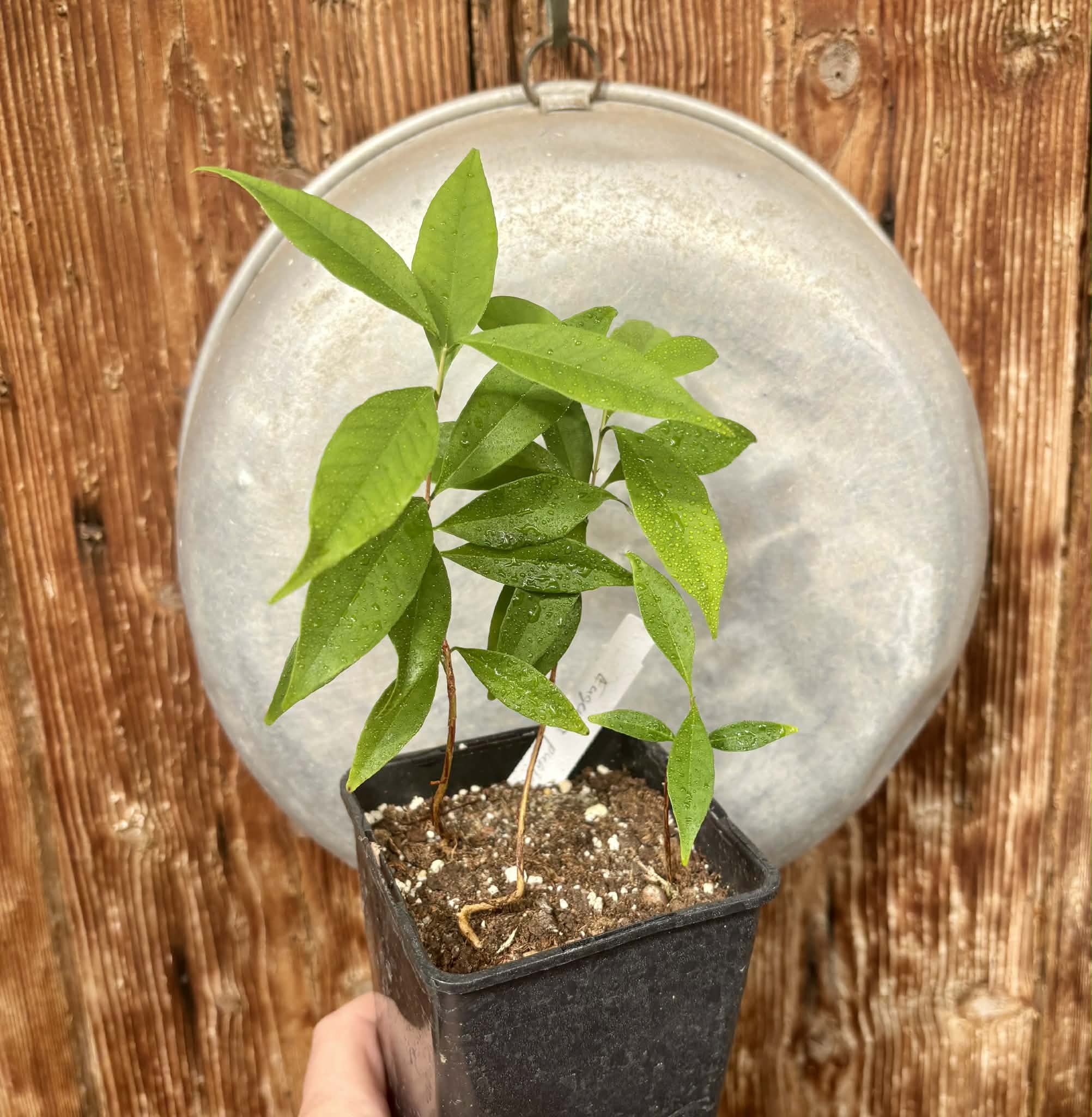 3 in 1 pot - Eugenia punicifolia - 3 plants in one pot / 3 Pflanzen in einem Topf