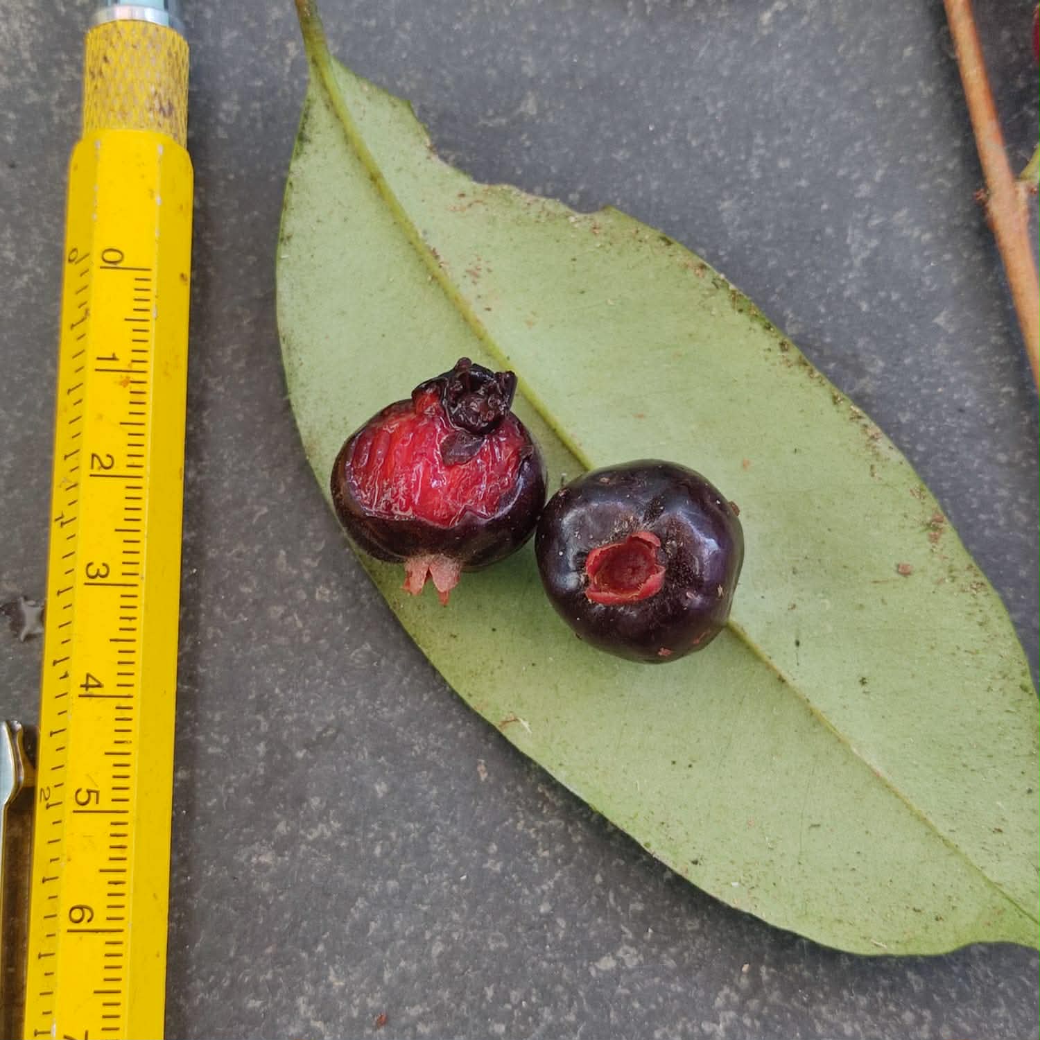 Eugenia pisiformis var Urucucu - 1 germinated seed / 1 gekeimter Samen