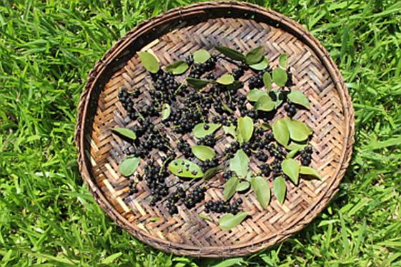 Pajaiu (Coccoloba cordata)  -  1 germinated seed / 1 gekeimter Samen