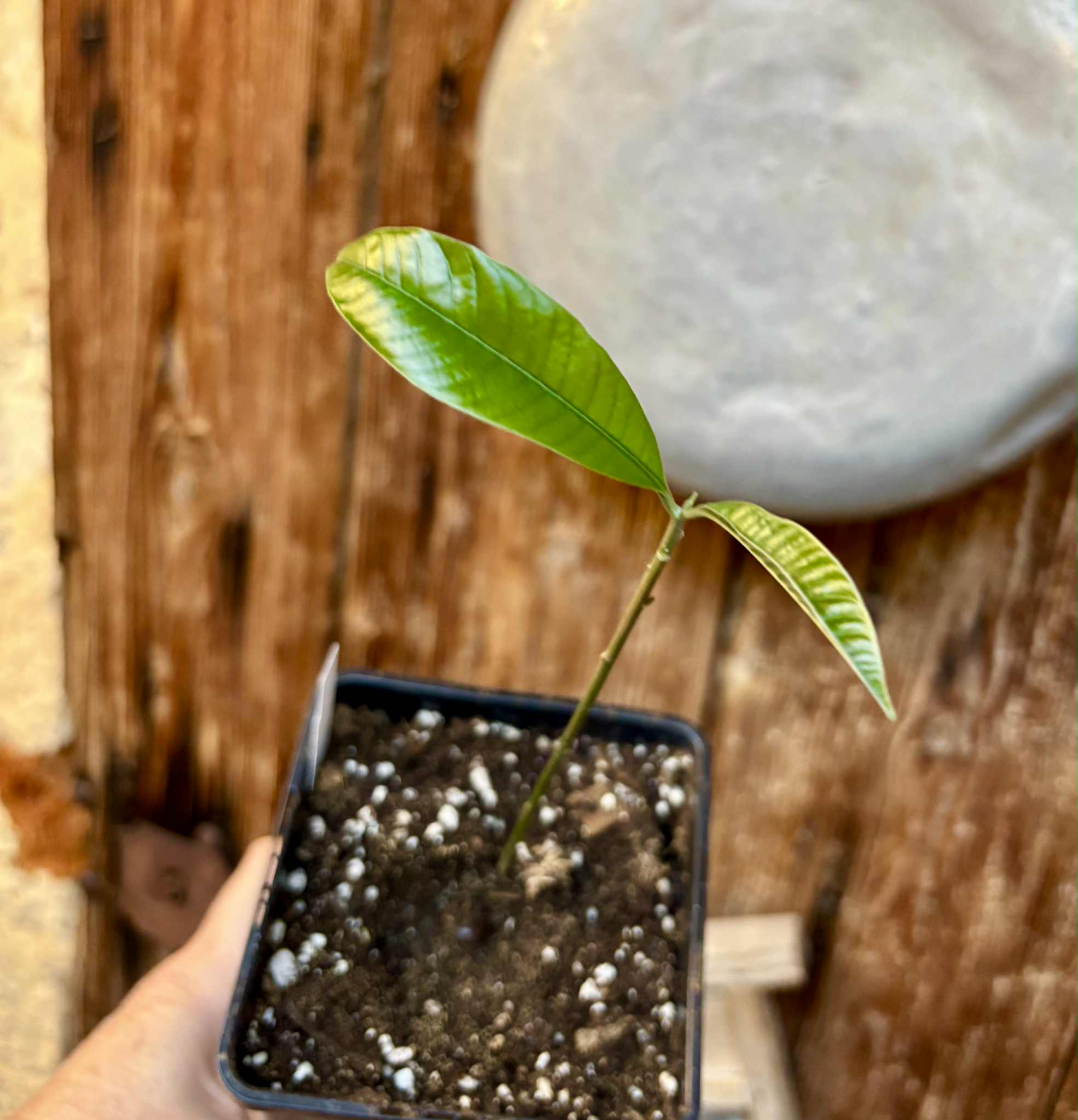 Pouteria macrophylla - 1 potted seedling / 1 getopfter Sämling
