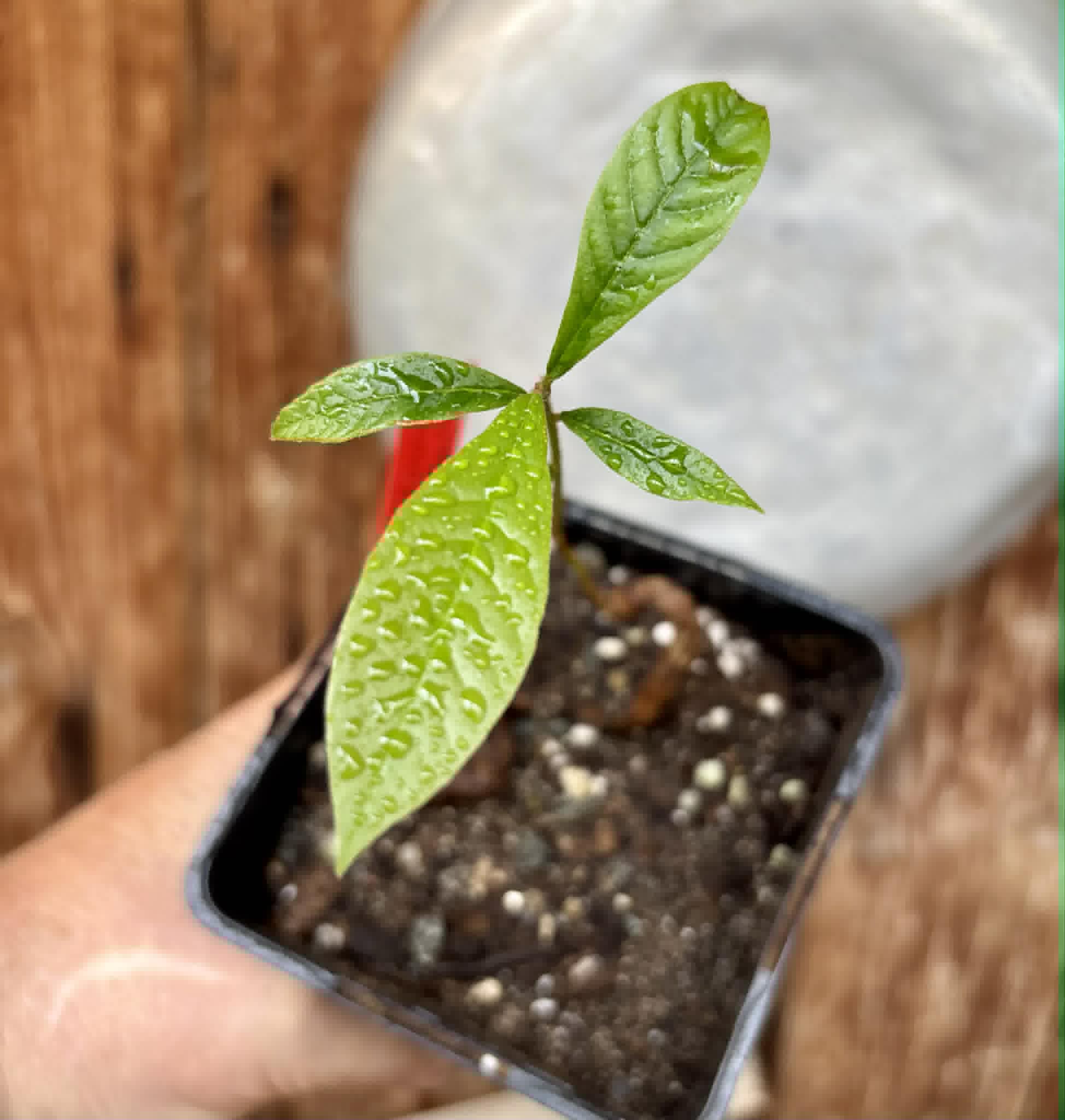 Pradosia sp Rondonia - 1 potted seedling / 1 getopfter Sämling