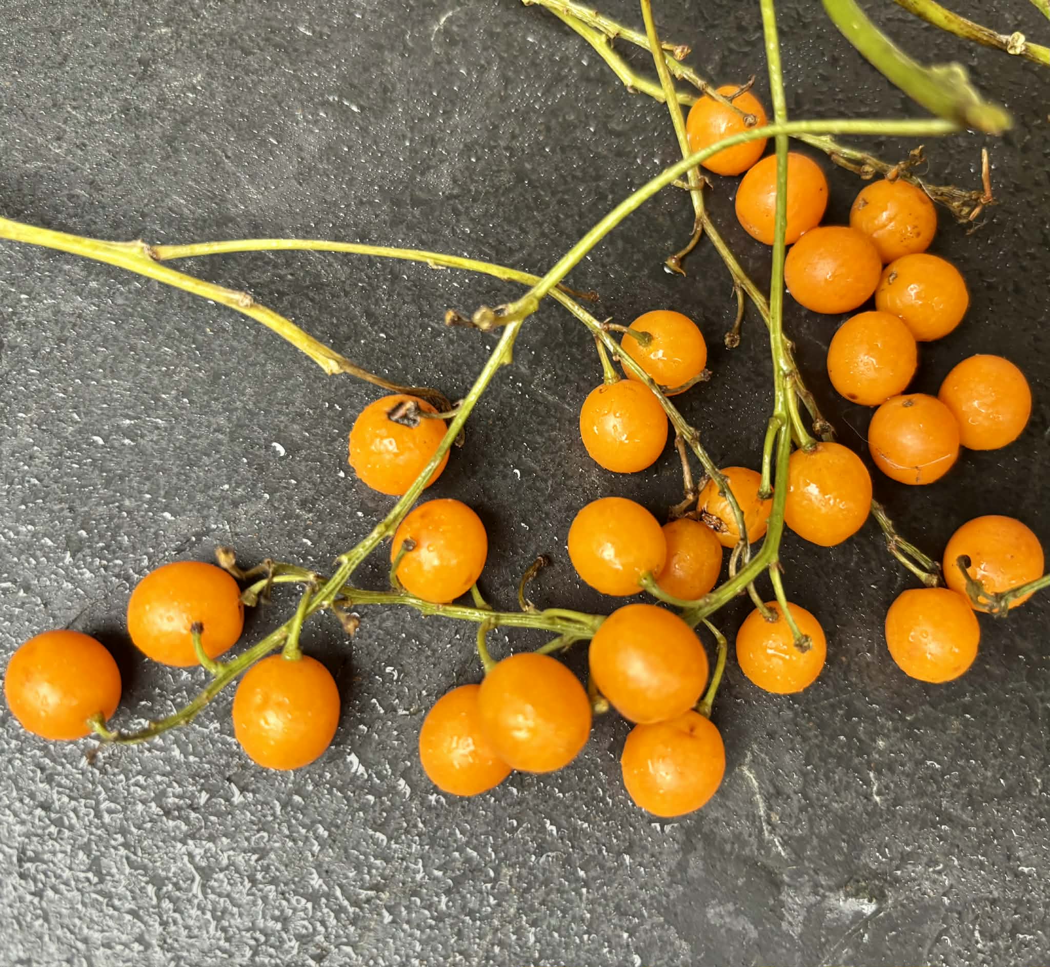 Odontocarya vitis - 5 fresh seeds / 5 frische Samen 