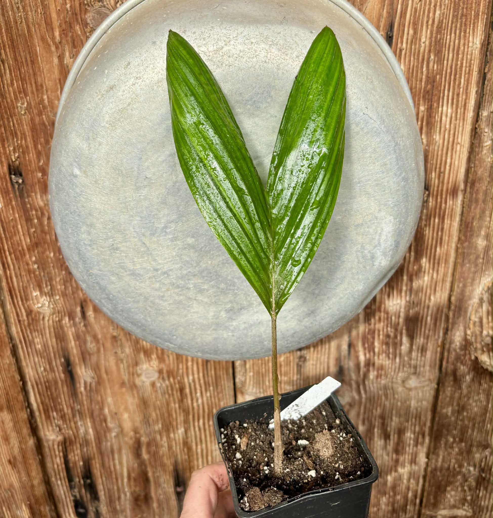 Salak (Salacca zalacca) -  1 potted seedling / 1 getopfter Sämling