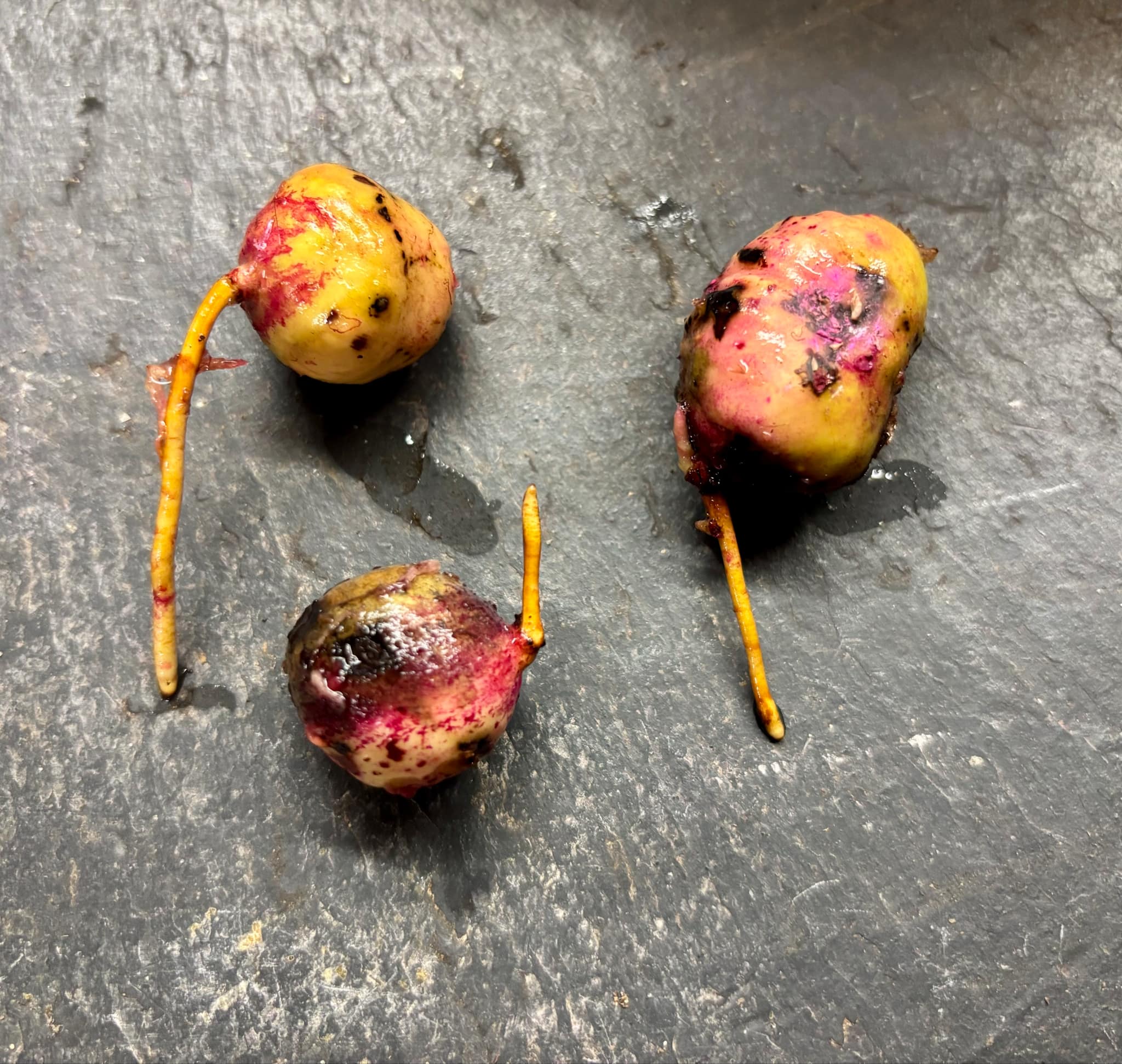 Eugenia sp Abacate -  1 germinated seed / 1 gekeimter Samen