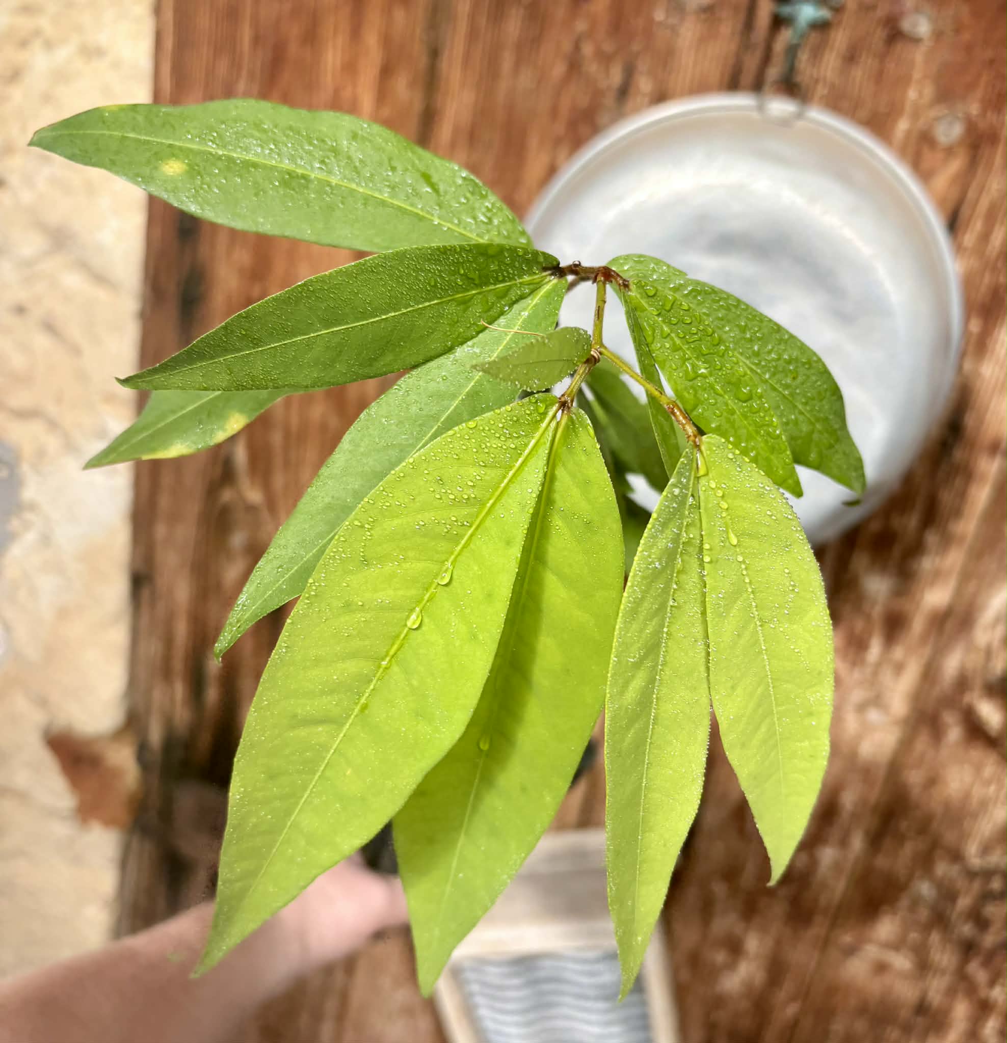 Kekatong (Cynometra malaccensis) - 1 potted plant / 1 getopfte Pflanze