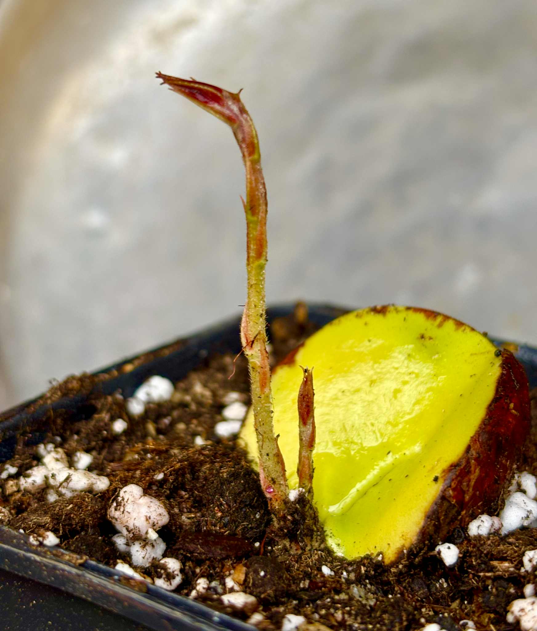 2 shots - Plinia longiacuminata Nr. 1 -  1 potted seedling / 1 getopfter Sämling