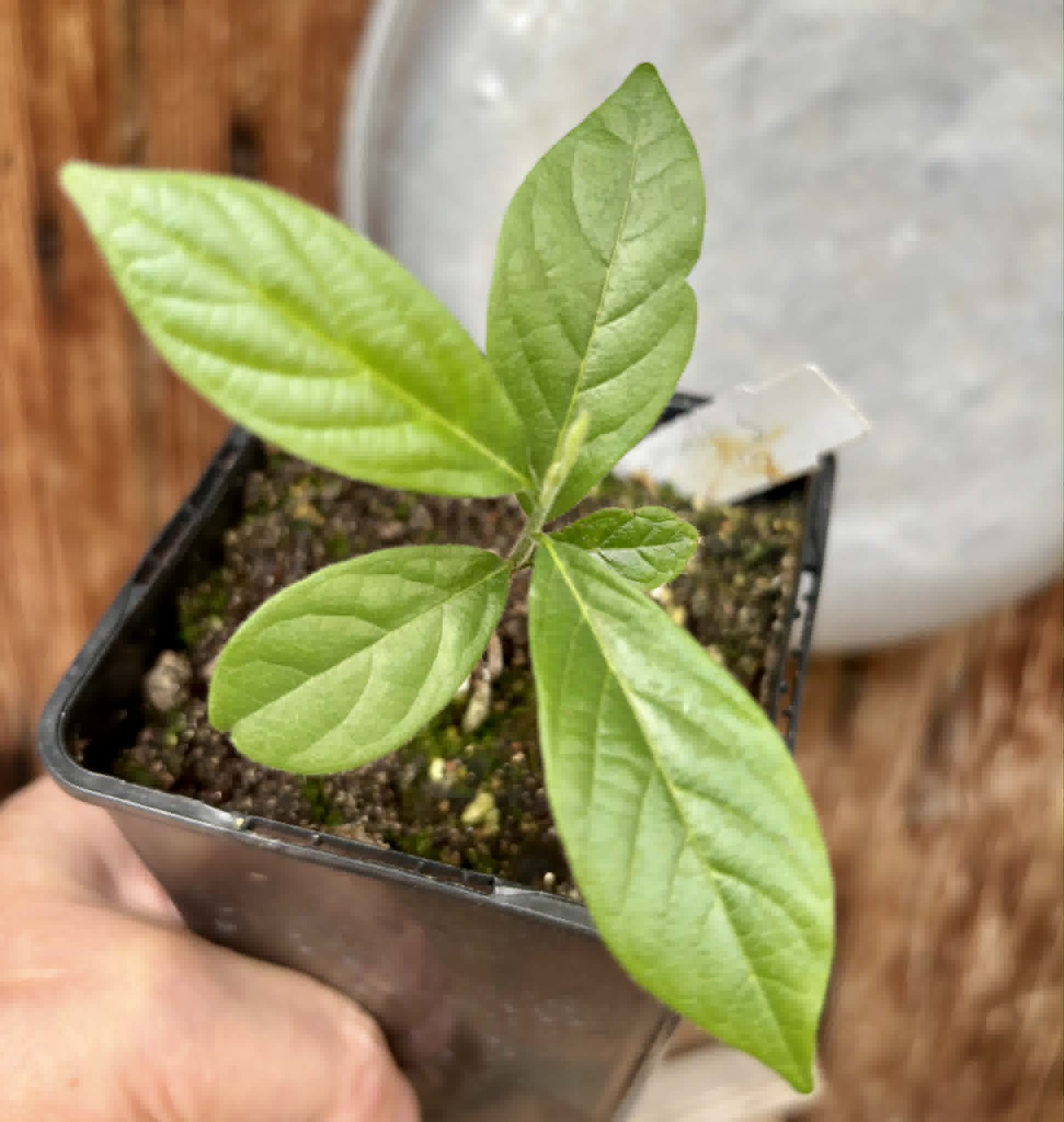 Sapranthus campechianus - 1 potted seedling / 1 getopfter Sämling