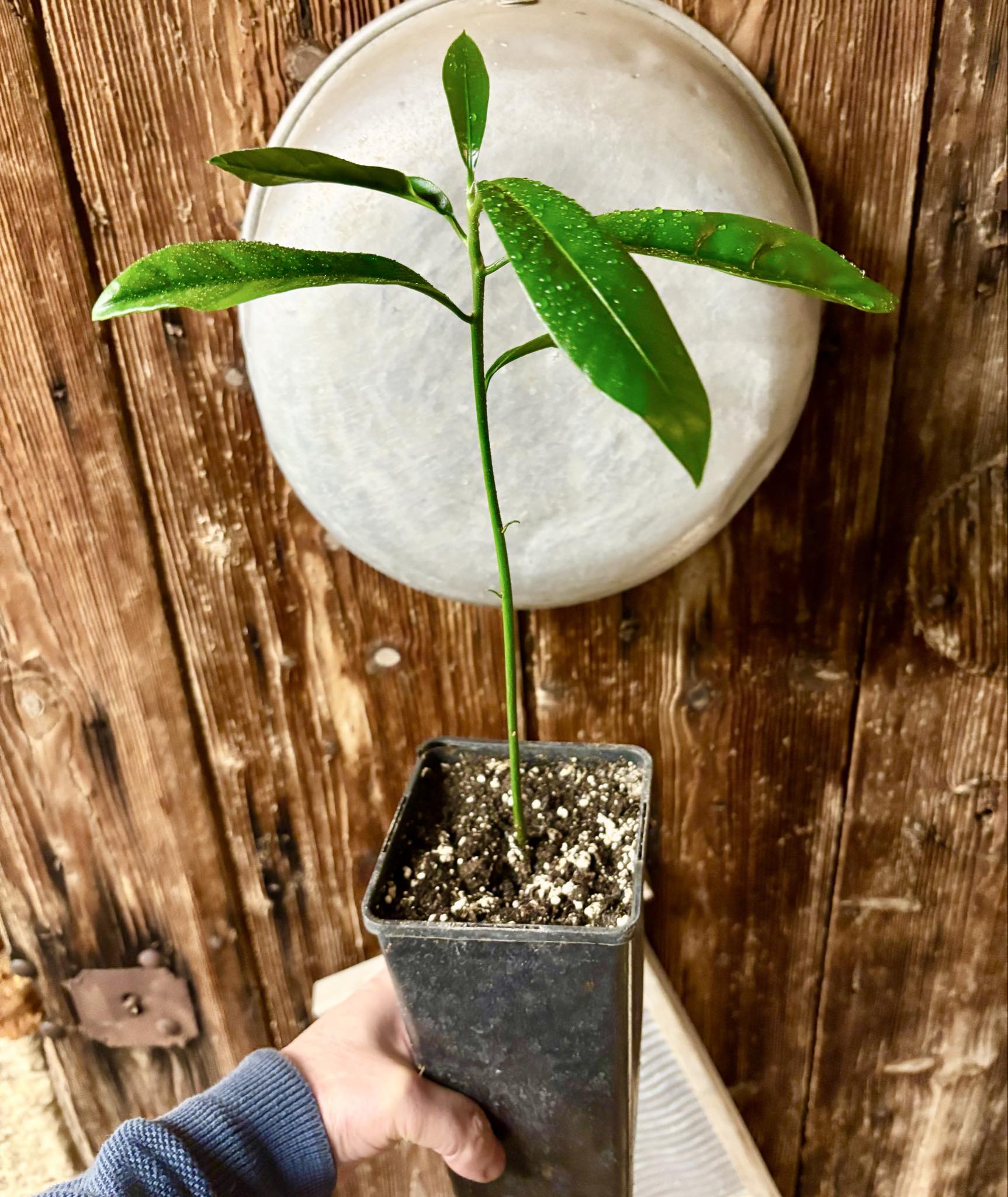 Chrysophyllum sp Abiu Rondonia - 1 potted seedling / 1 getopfter Sämling Chrysophyllum sp Abiu Rondonia - 1 potted seedling / 1 getopfter Sämling