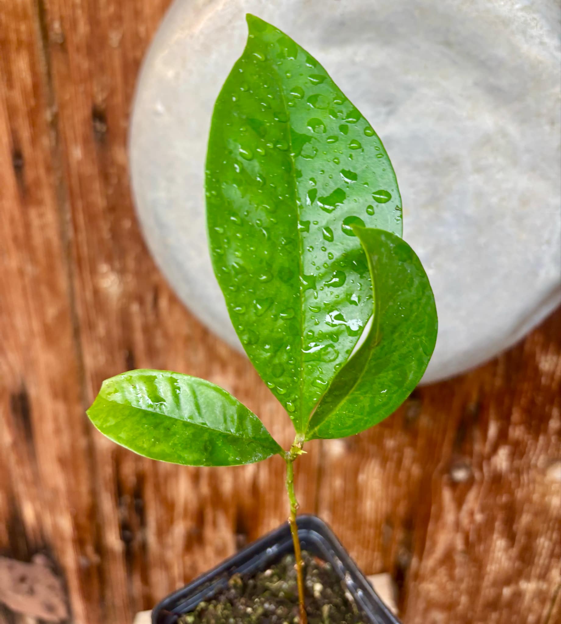 Syzygium sp Khao Luang - 1 potted plant / 1 getopfte Pflanze Syzygium sp Khao Luang - 1 potted plant / 1 getopfte Pflanze