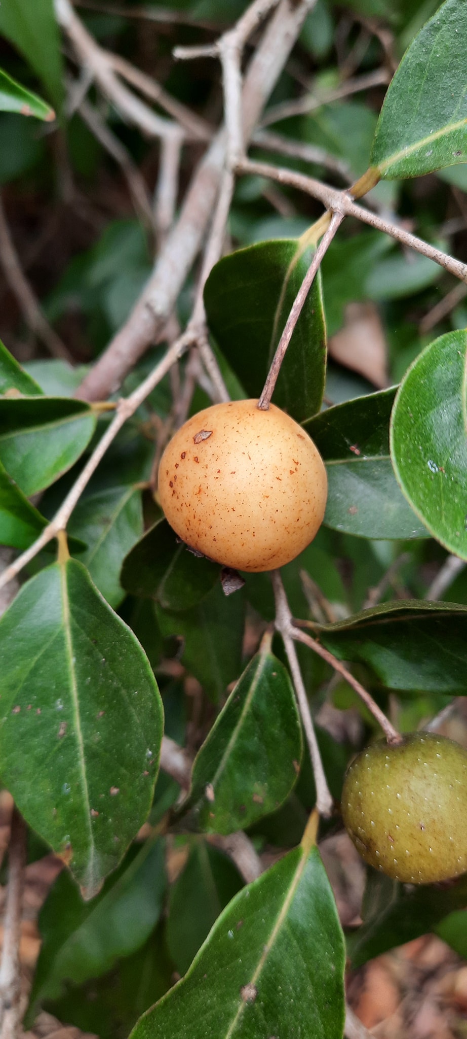 Guayabita (Psidium oligospermum) - 5 fresh seeds / 5 frische Samen Guayabita (Psidium oligospermum) - 5 fresh seeds / 5 frische Samen