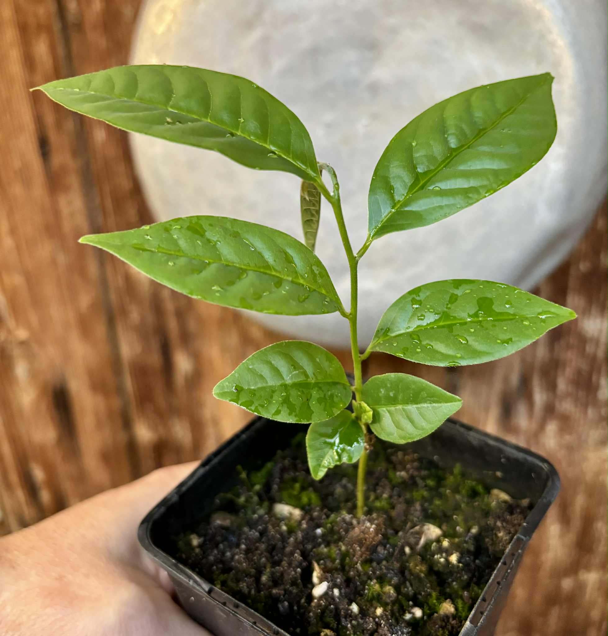 Cymbopetalum brasiliensis - 1 potted seedling / 1 getopfter Sämling