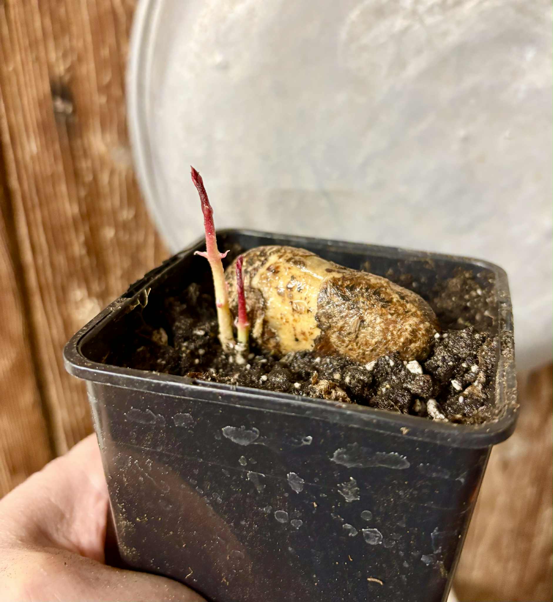 Eugenia sp Terebinthina - 1 potted seedling / 1 getopfter Sämling