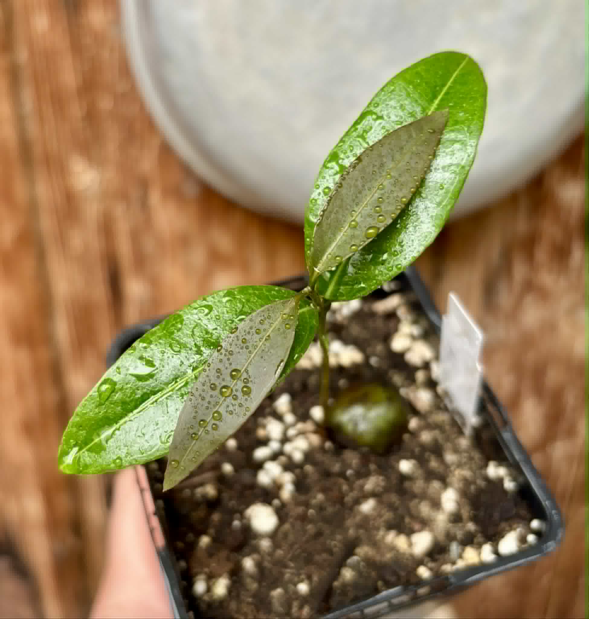Eugenia sp Abacate -  1 potted seedling / 1 getopfter Sämling