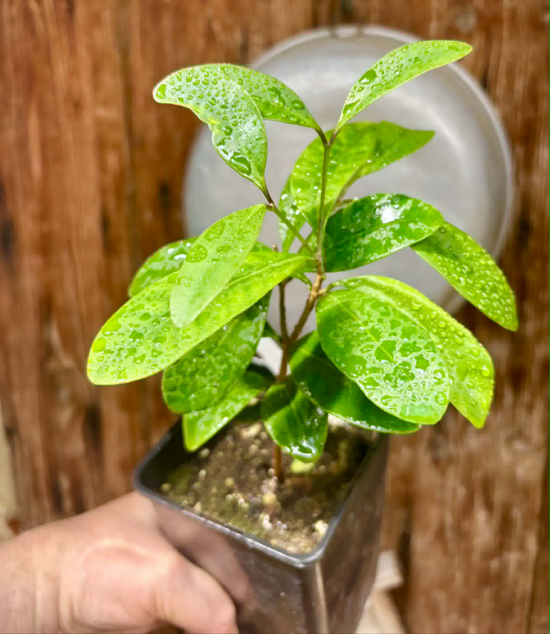 Myrcia sp Jequitinhonha - 1 potted seedling / 1 getopfter Sämling