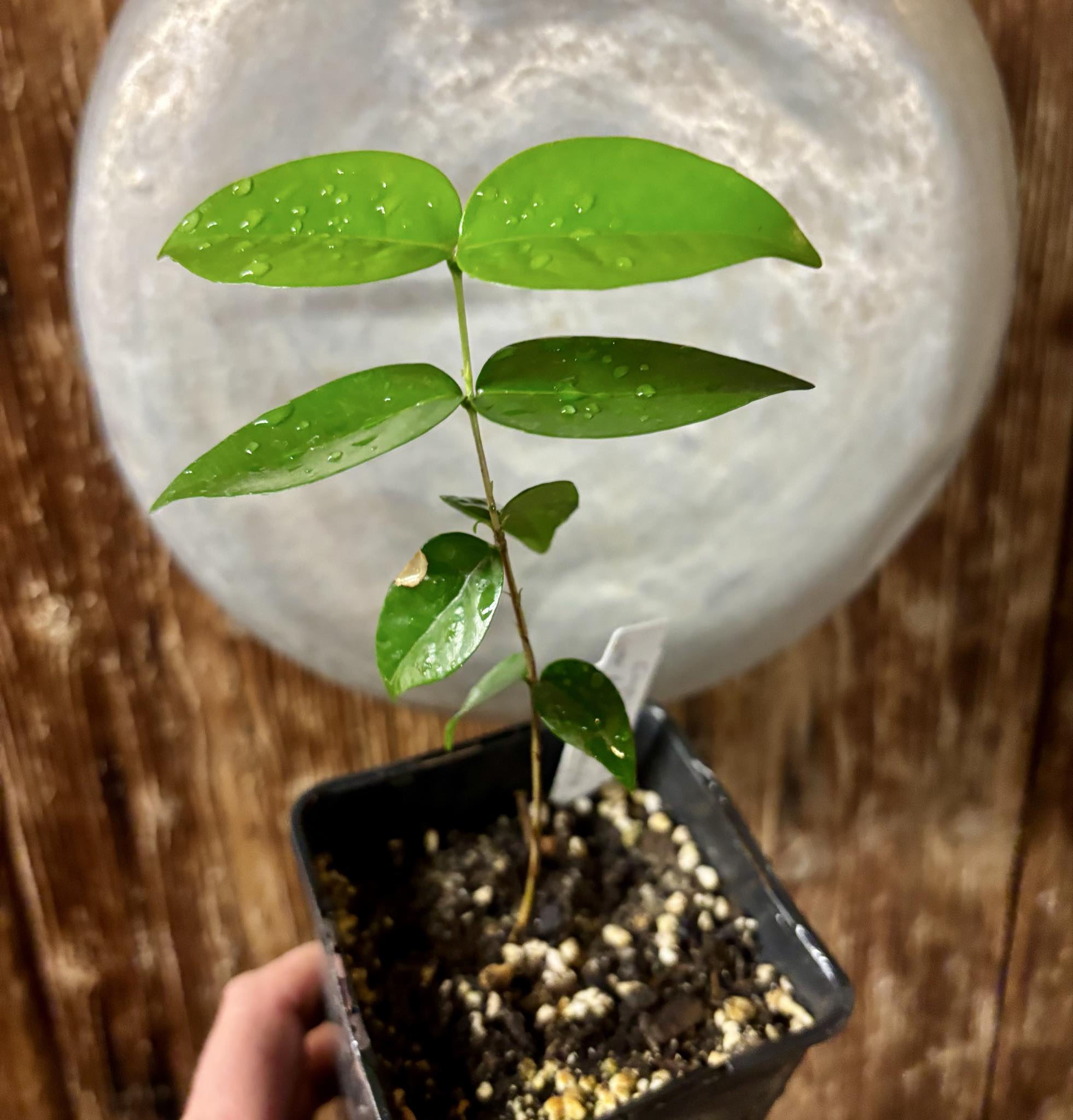 Eugenia uniflora var. Gigante Pitangao  - 1 potted seedling / 1 getopfter Sämling