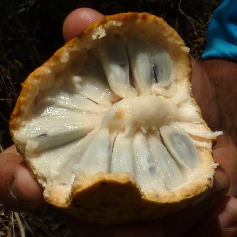Annona salzmannii - 1 fresh seed / 1 frischer Samen