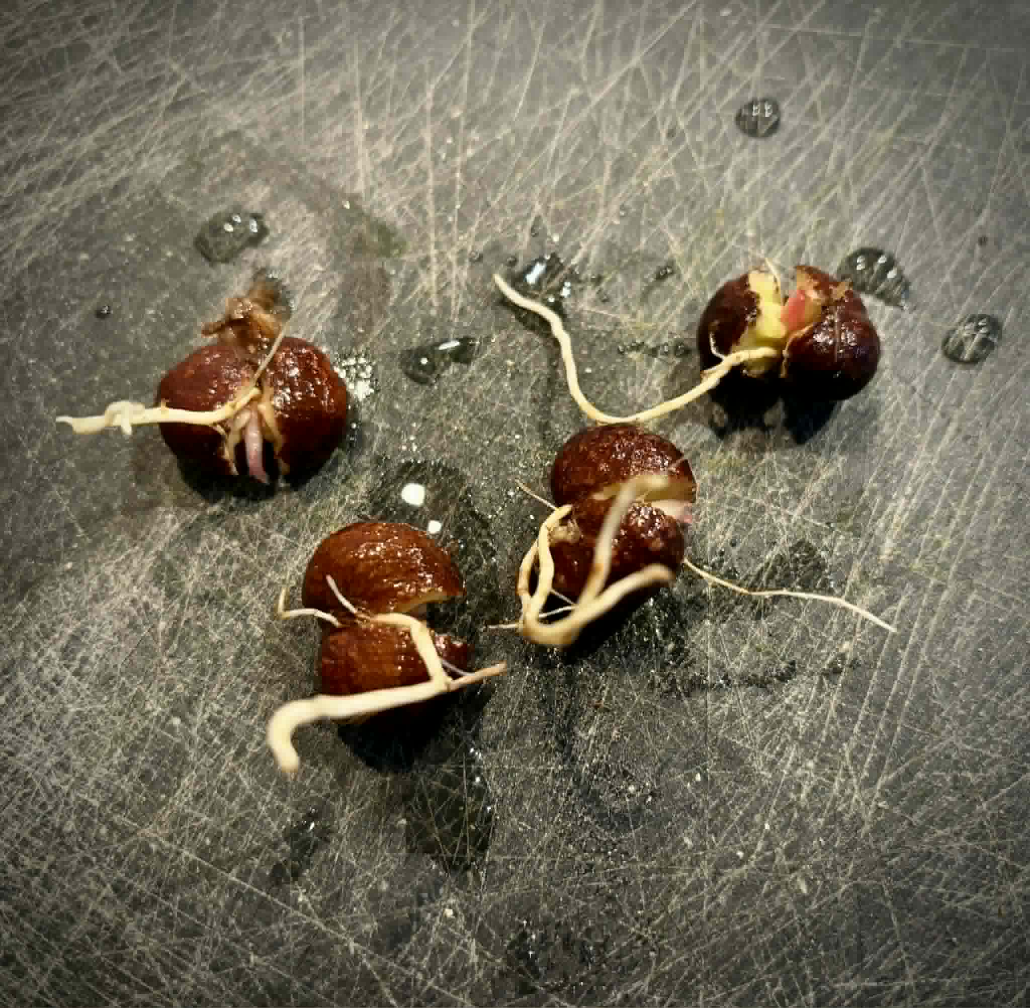Syzygium rubrocarpum - 1 germinated seed / 1 gekeimter Samen