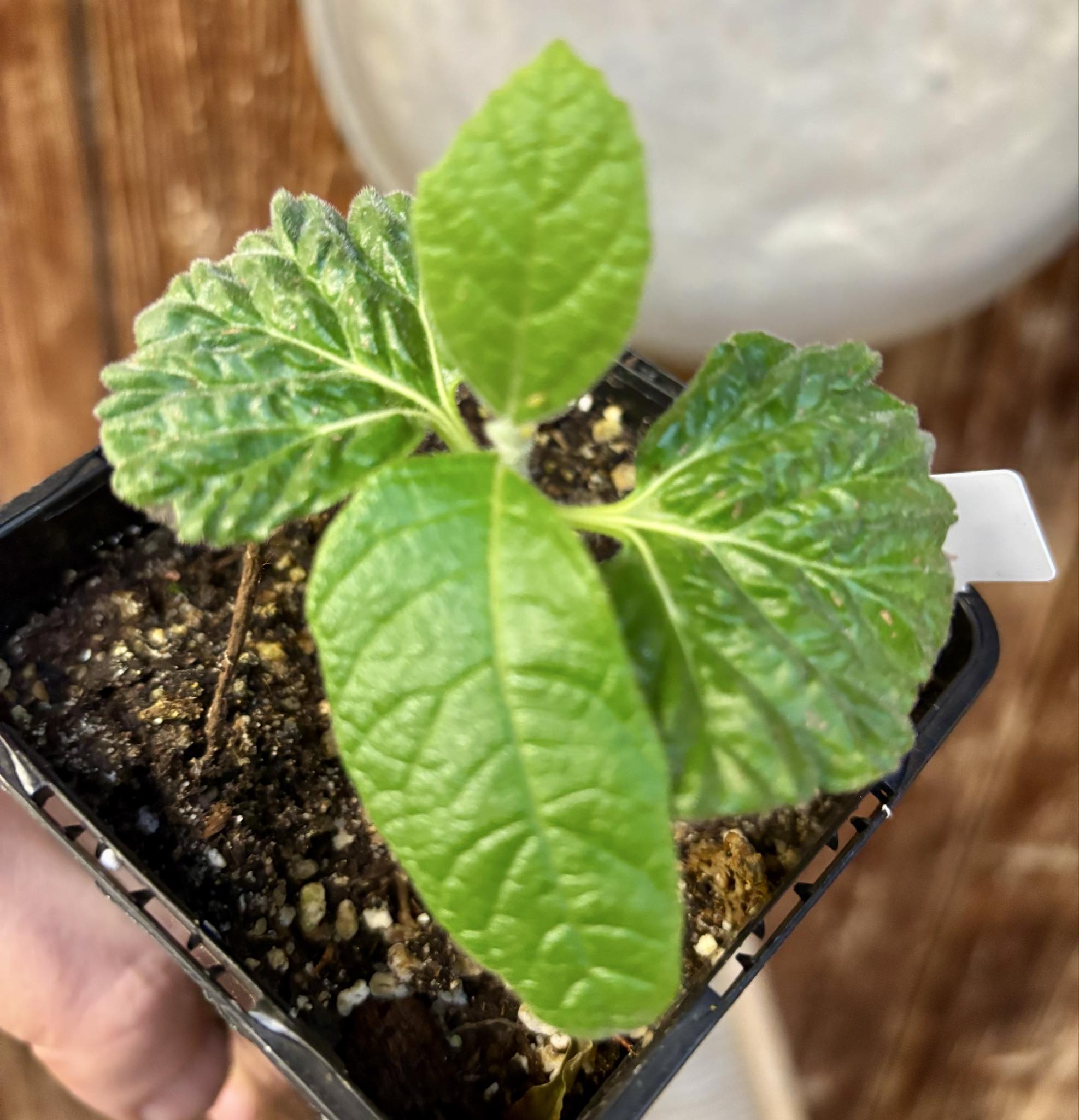 Zirikote (Cordia dodecandra) - 1 small potted seedling / 1 kleiner, getopfter Sämling Zirikote (Cordia dodecandra) - 1 small potted seedling / 1 kleiner, getopfter Sämling