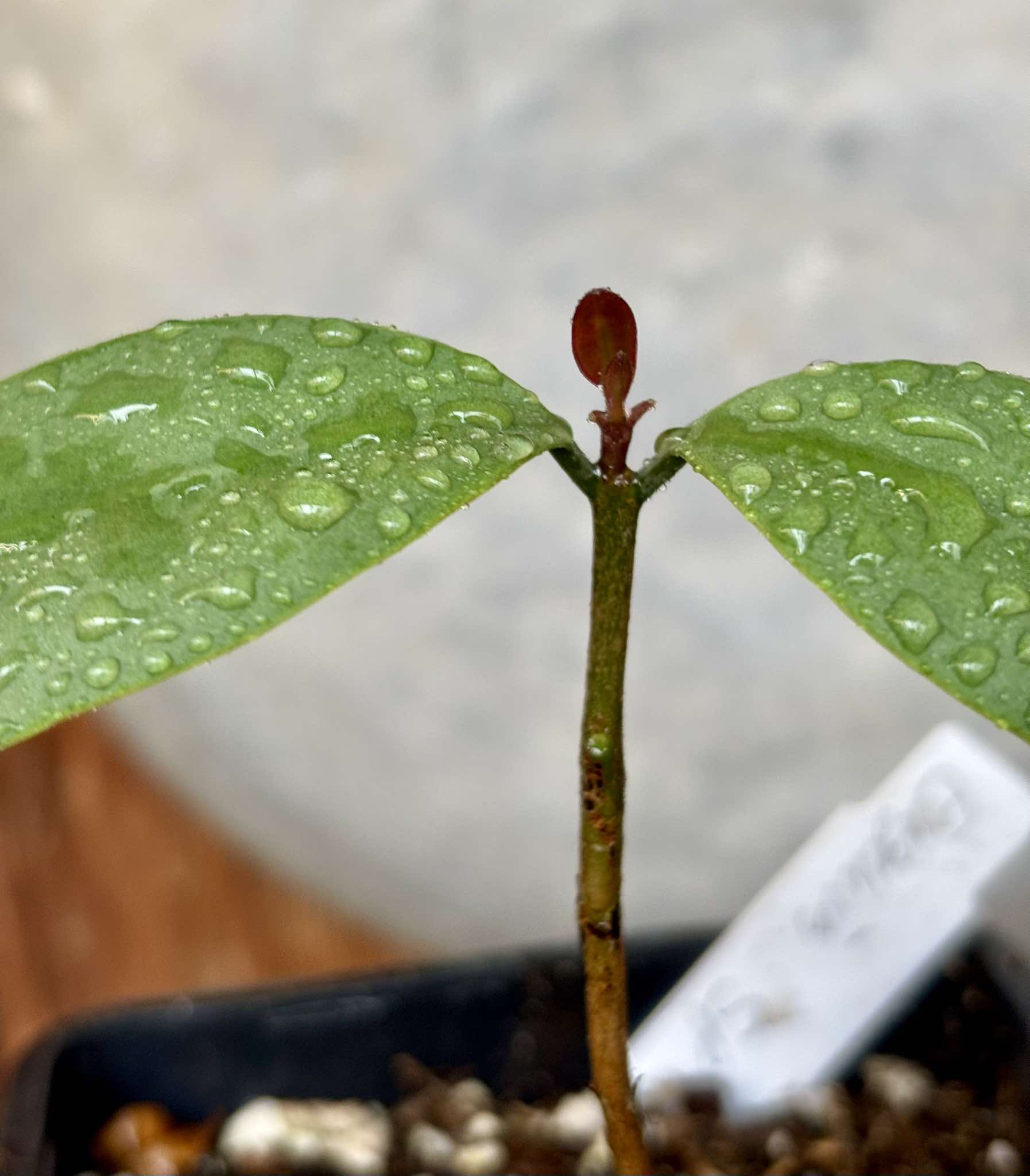 Eugenia sp Unana -  1 small potted seedling / 1 kleiner getopfter Sämling