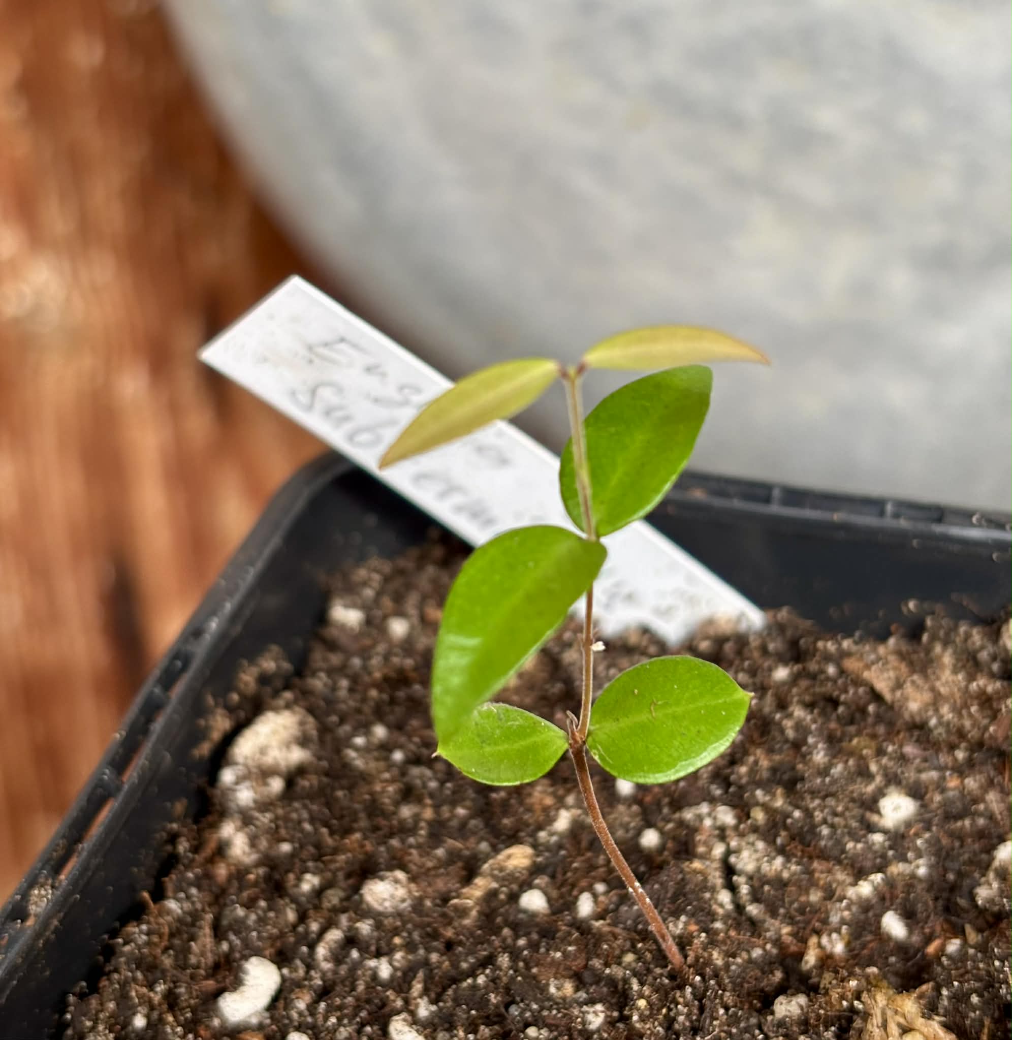 Eugenia subterminalis - 1 potted seedling / 1 getopfter Sämling