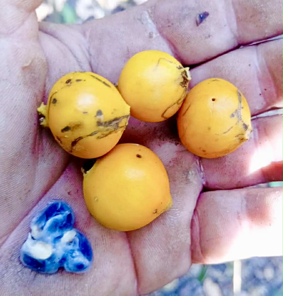 Mouriri sp Rondonia - 1 fresh seed / 1 frischer Samen