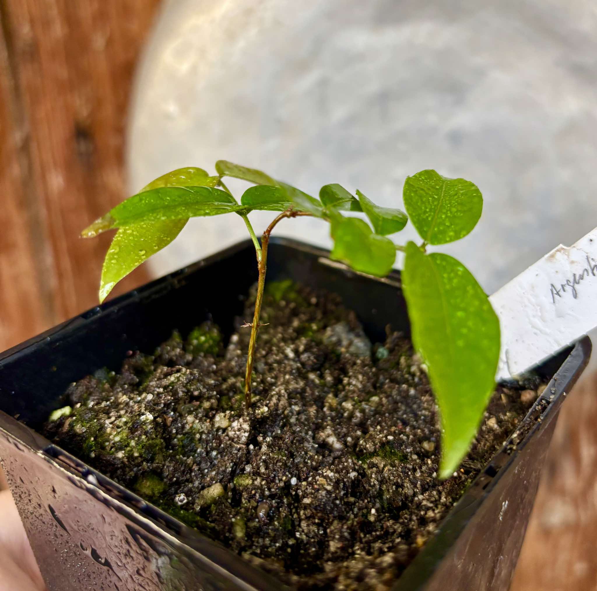 Plinia sp Giant Piray Argentina - 1 potted plant / 1 getopfte Pflanze