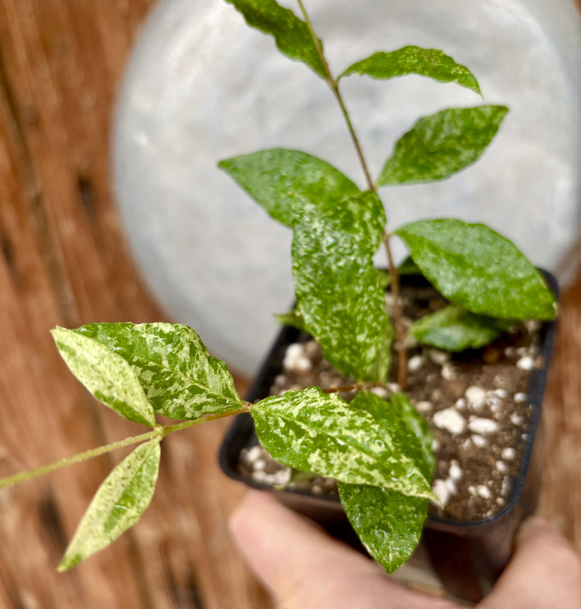 from flowering mother plant - variegated Acerola (Malpighia glabra) - 1 potted rooted cutting / 1 getopfter, bewurzelter Steckling   