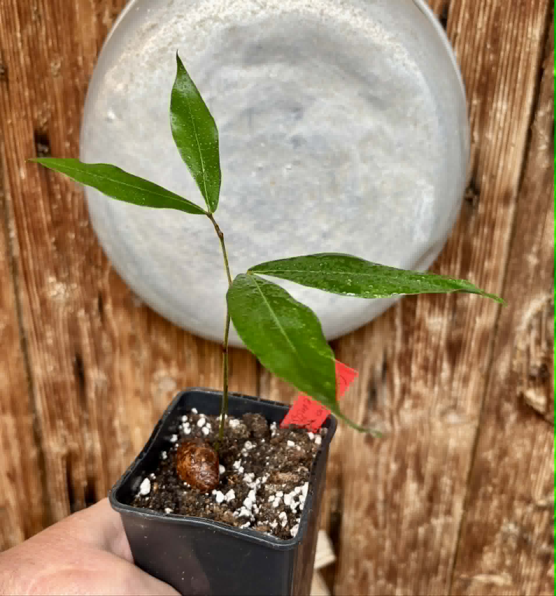 Cynometra malaccensis -  1 potted plant / 1 getopfte Pflanze