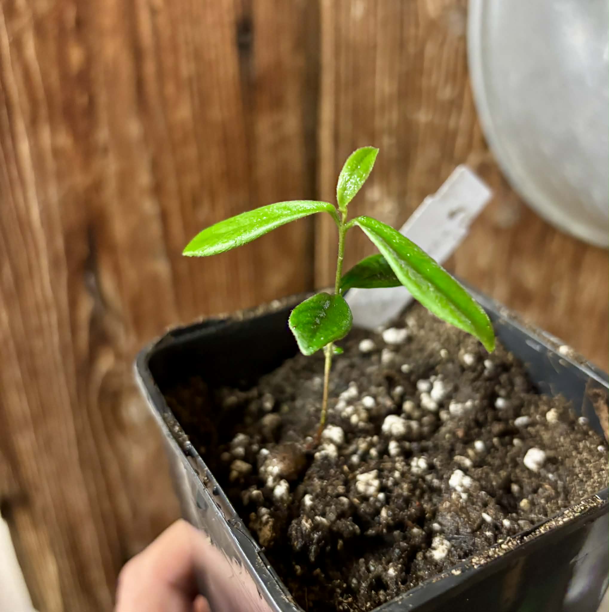 Pitomba (Eugenia luschnathiana) - 1 potted plant / 1 getopfte Pflanze