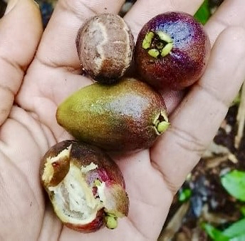 Pre Order - Eugenia sp Monitora -  1 fresh seed / 1 frischer Samen