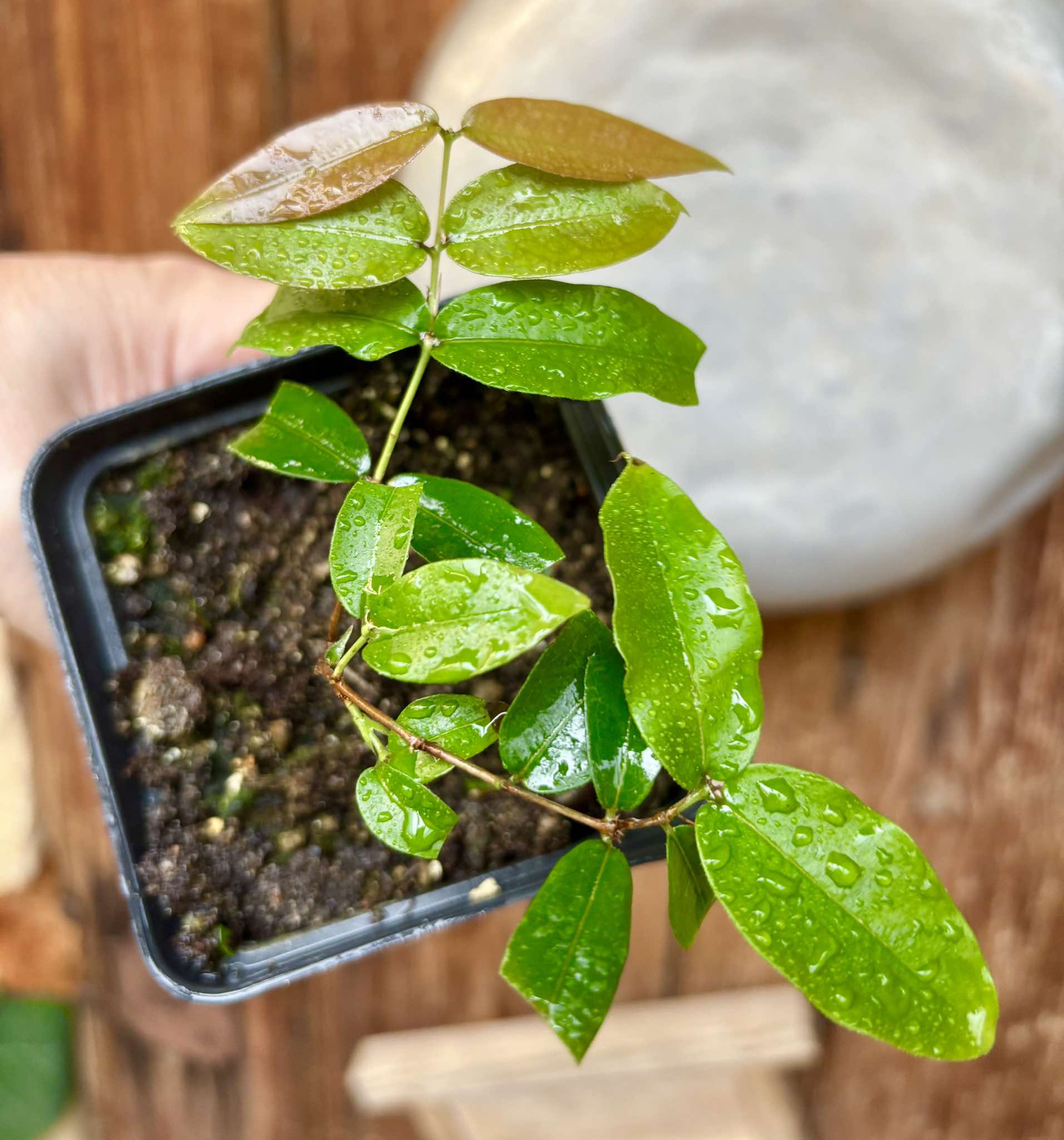 Plinia sp Giant Piray Argentina - 1 potted plant / 1 getopfte Pflanze