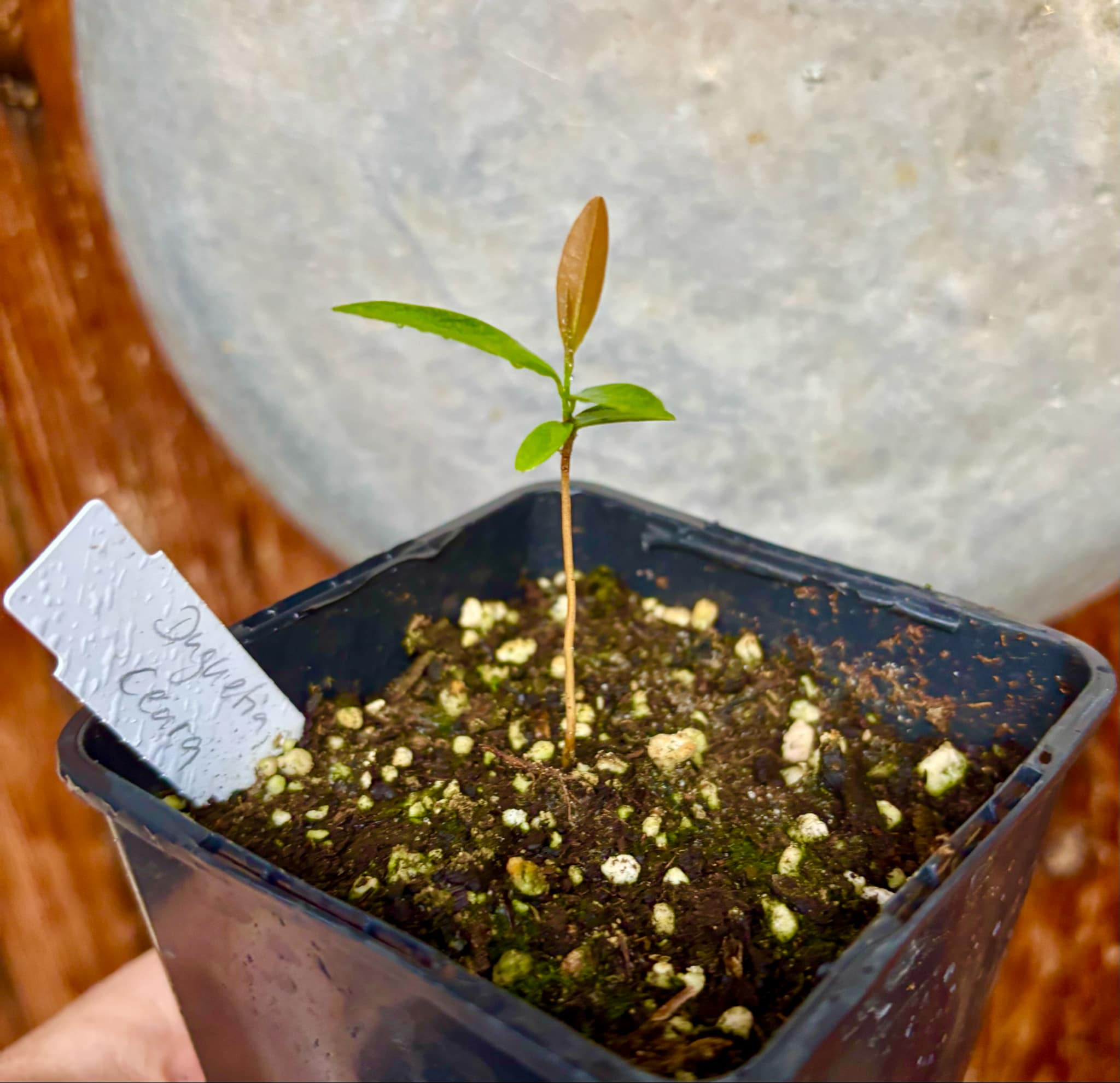 Duguetia sp Ceara - 1 small potted seedling / 1 kleiner, getopfter Sämling
