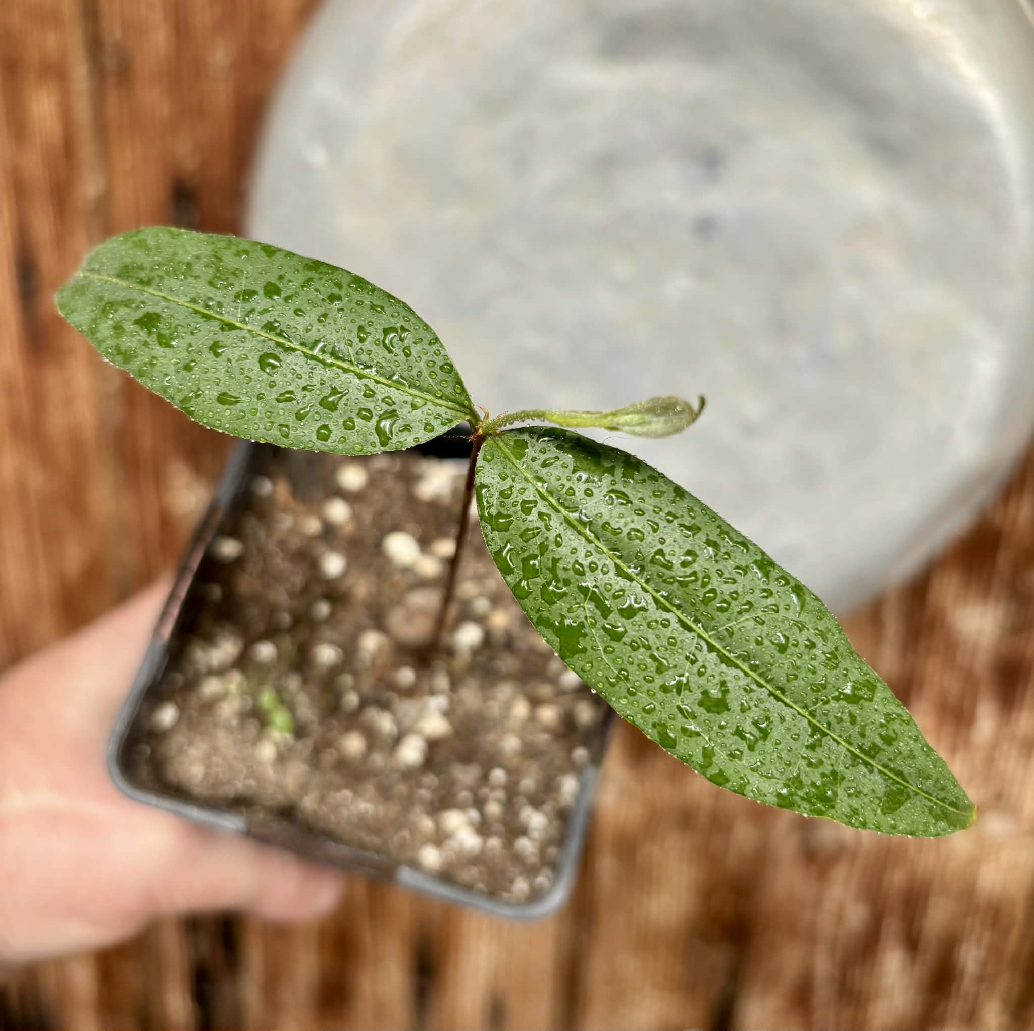 Eugenia sp amarela de Rondonia - 1 potted seedling / 1 getopfter Sämling