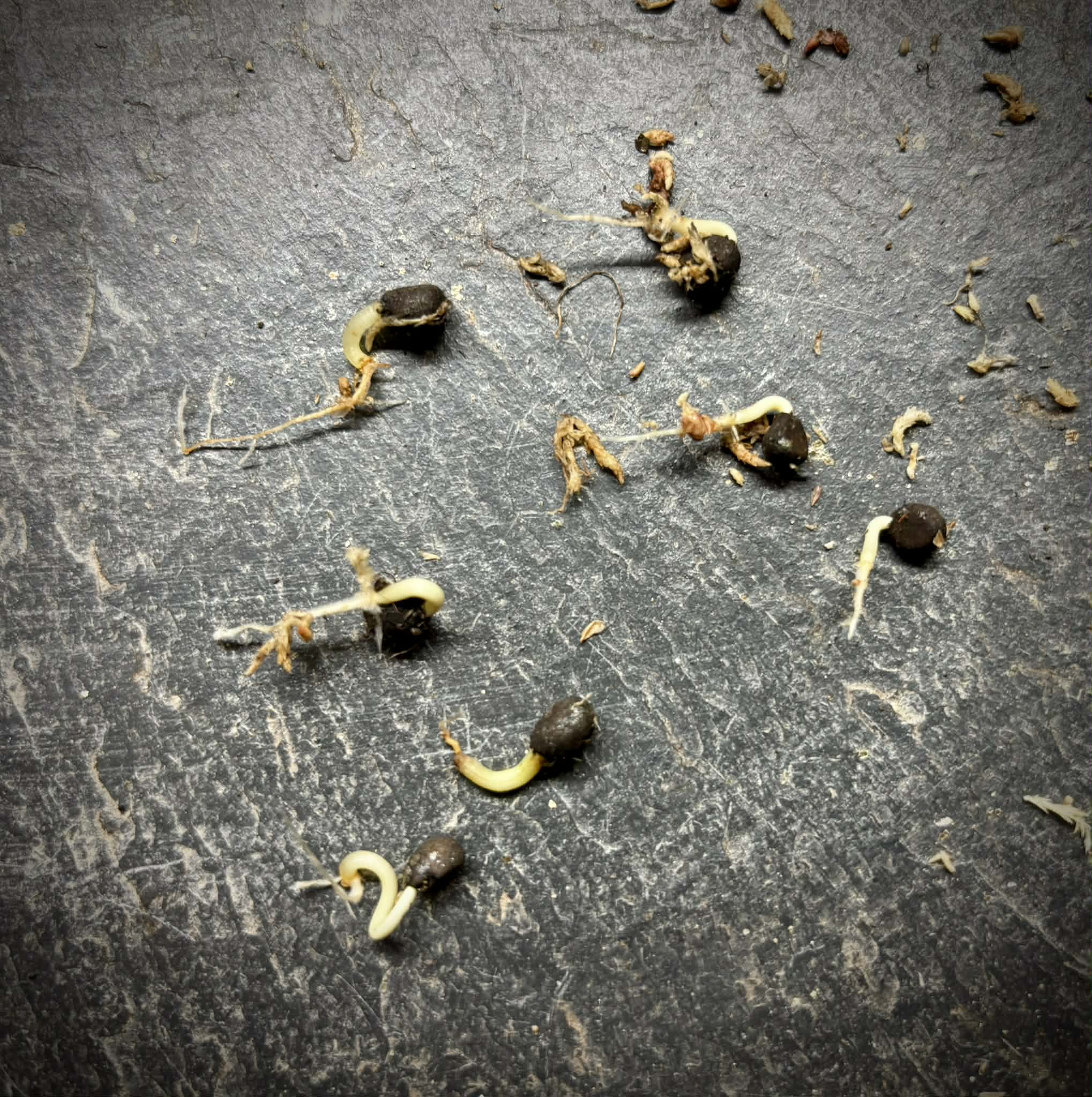 Psidium sp Aporá - 1 germinated seed / 1 gekeimter Samen